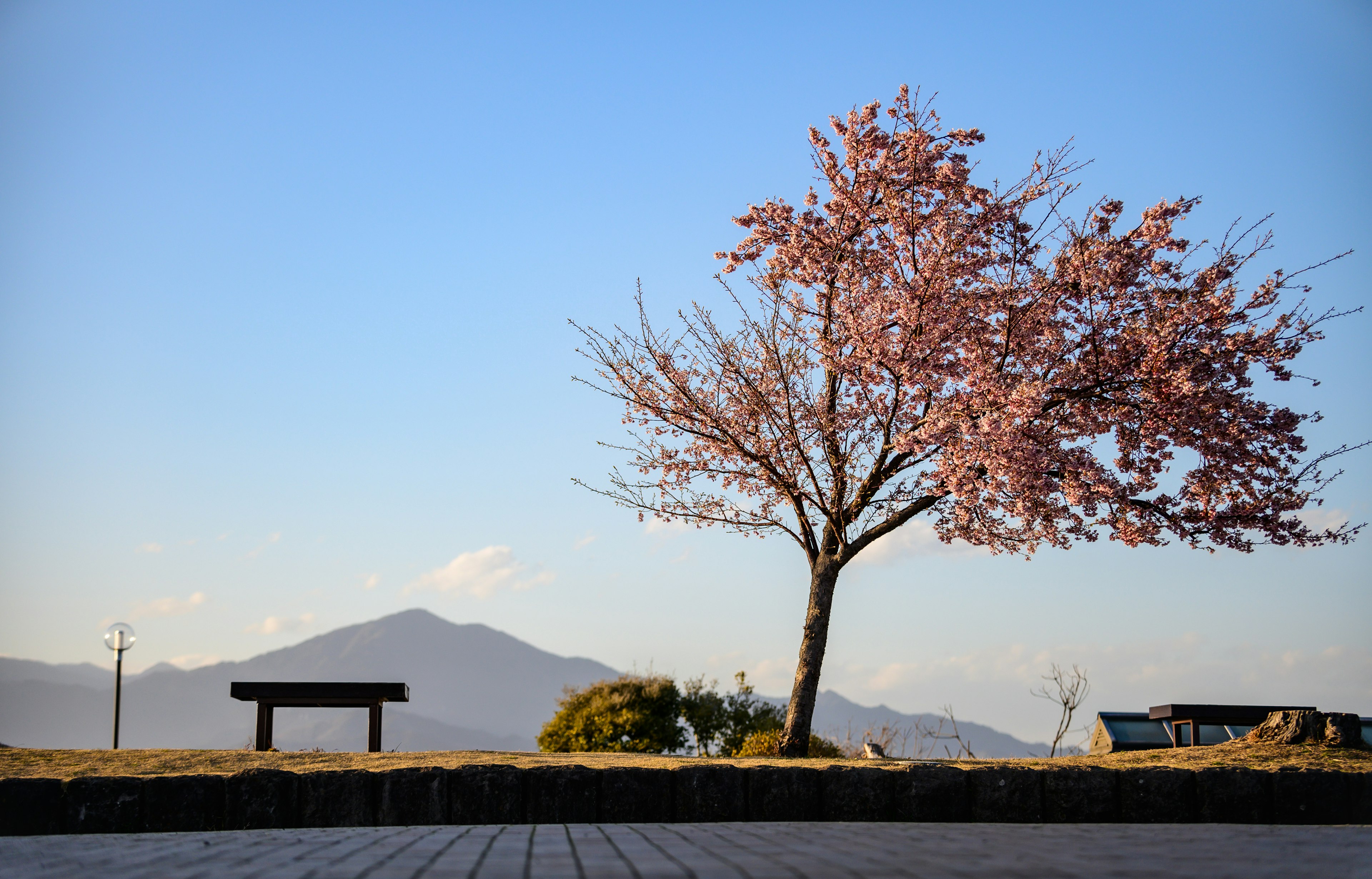 Albero di ciliegio sotto un cielo blu con vista sulla montagna