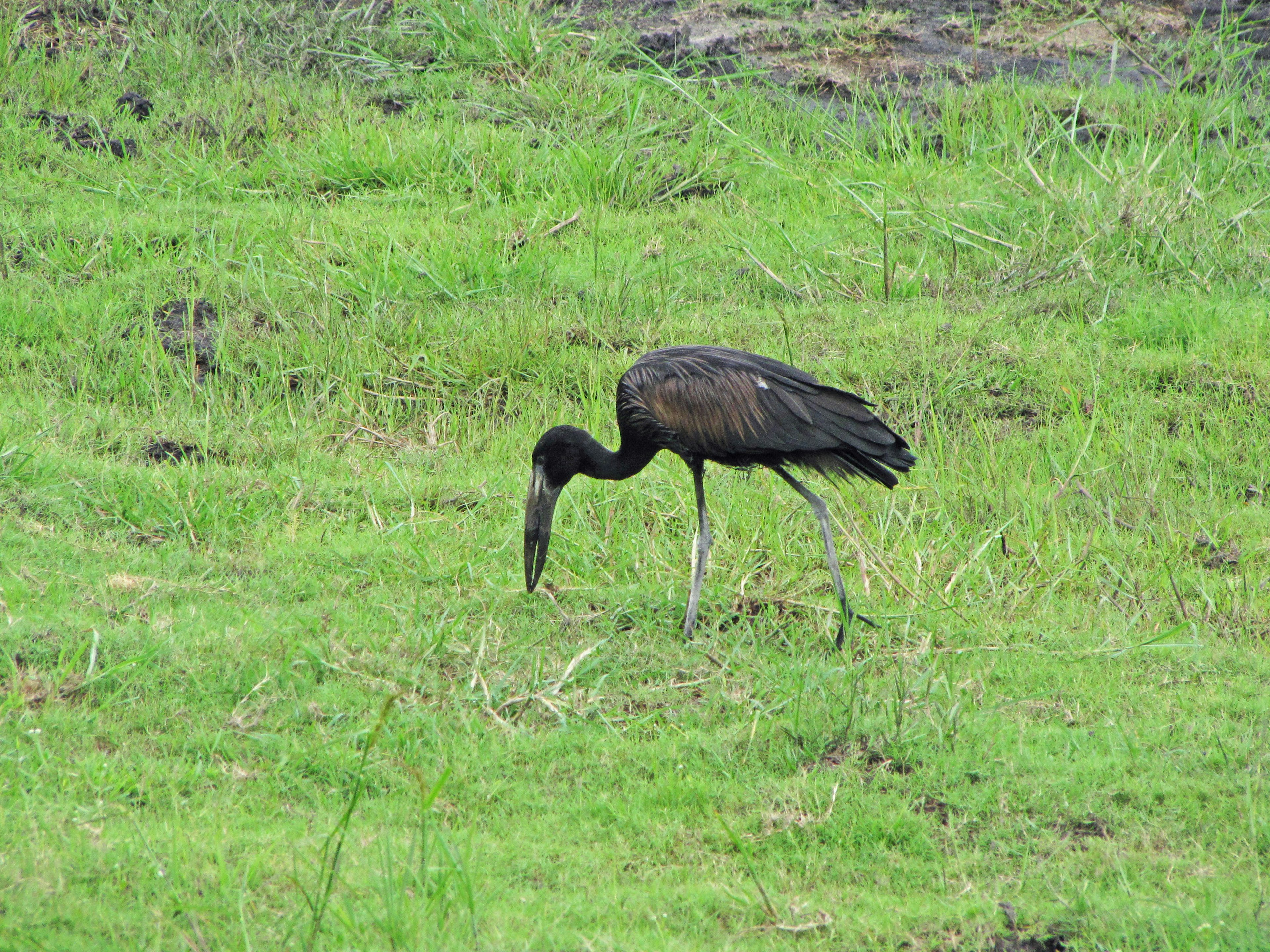 Seekor burung hitam mencari makanan di ladang berumput