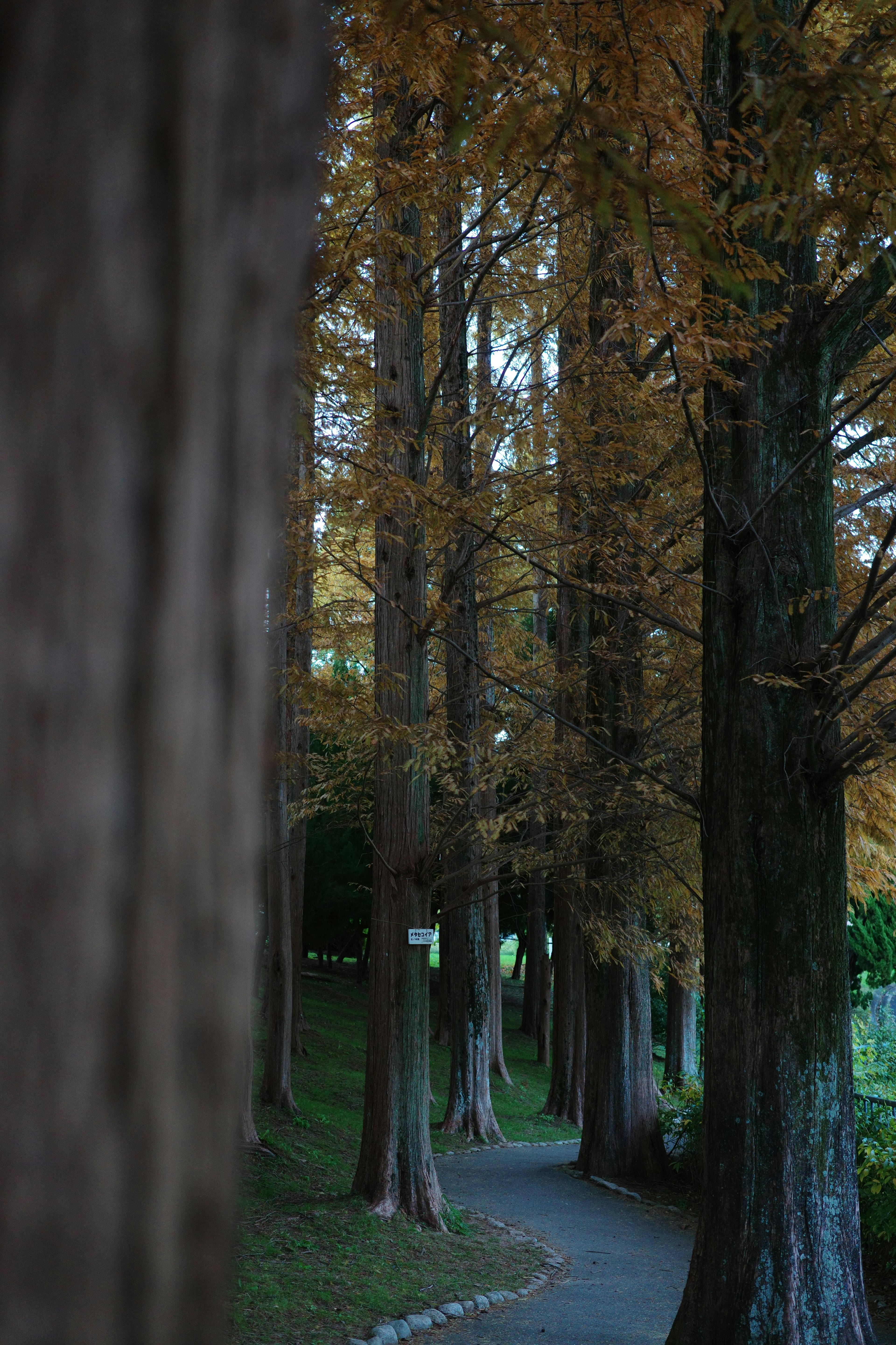 Chemin bordé d'arbres aux couleurs d'automne