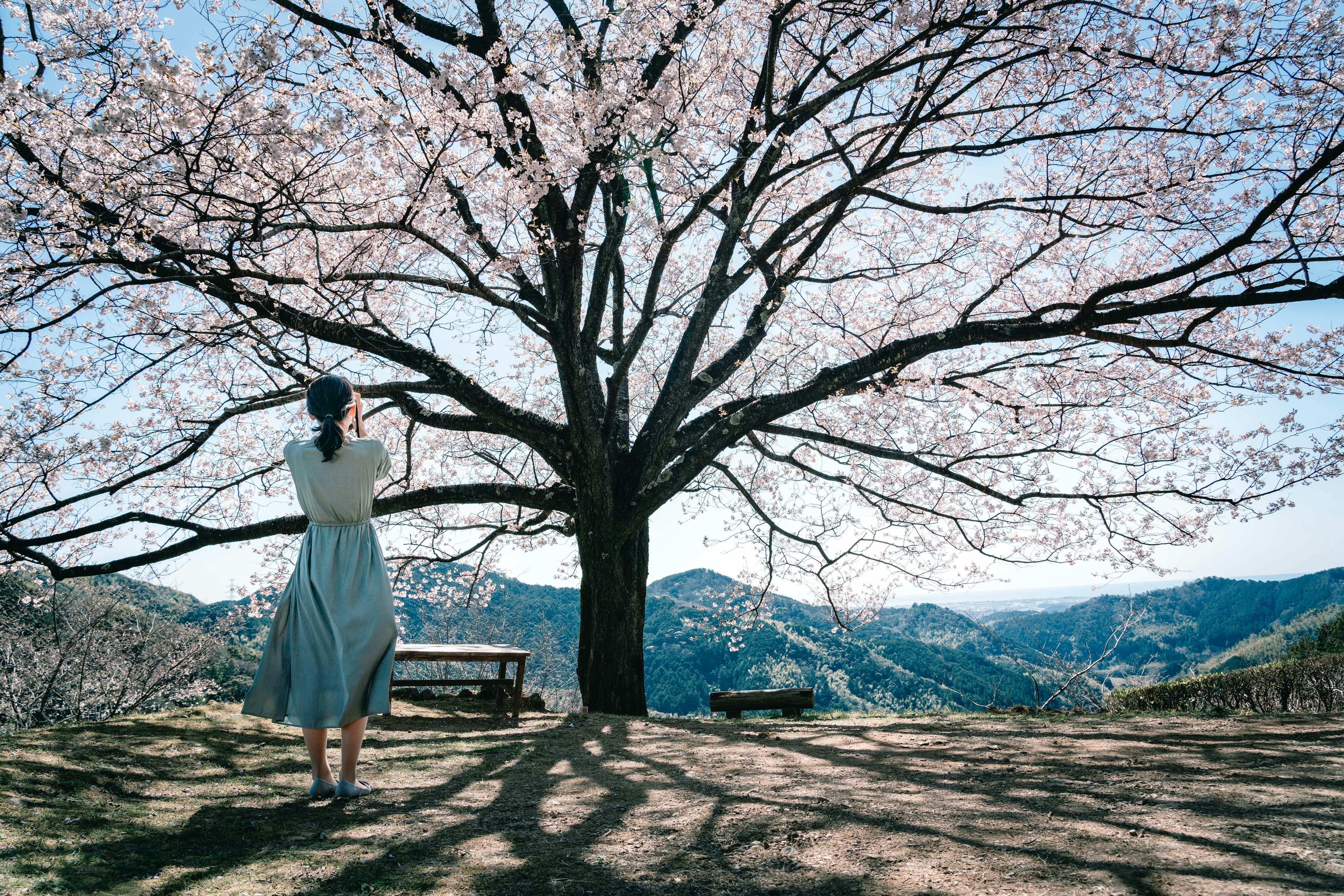 A woman standing under a cherry blossom tree looking back