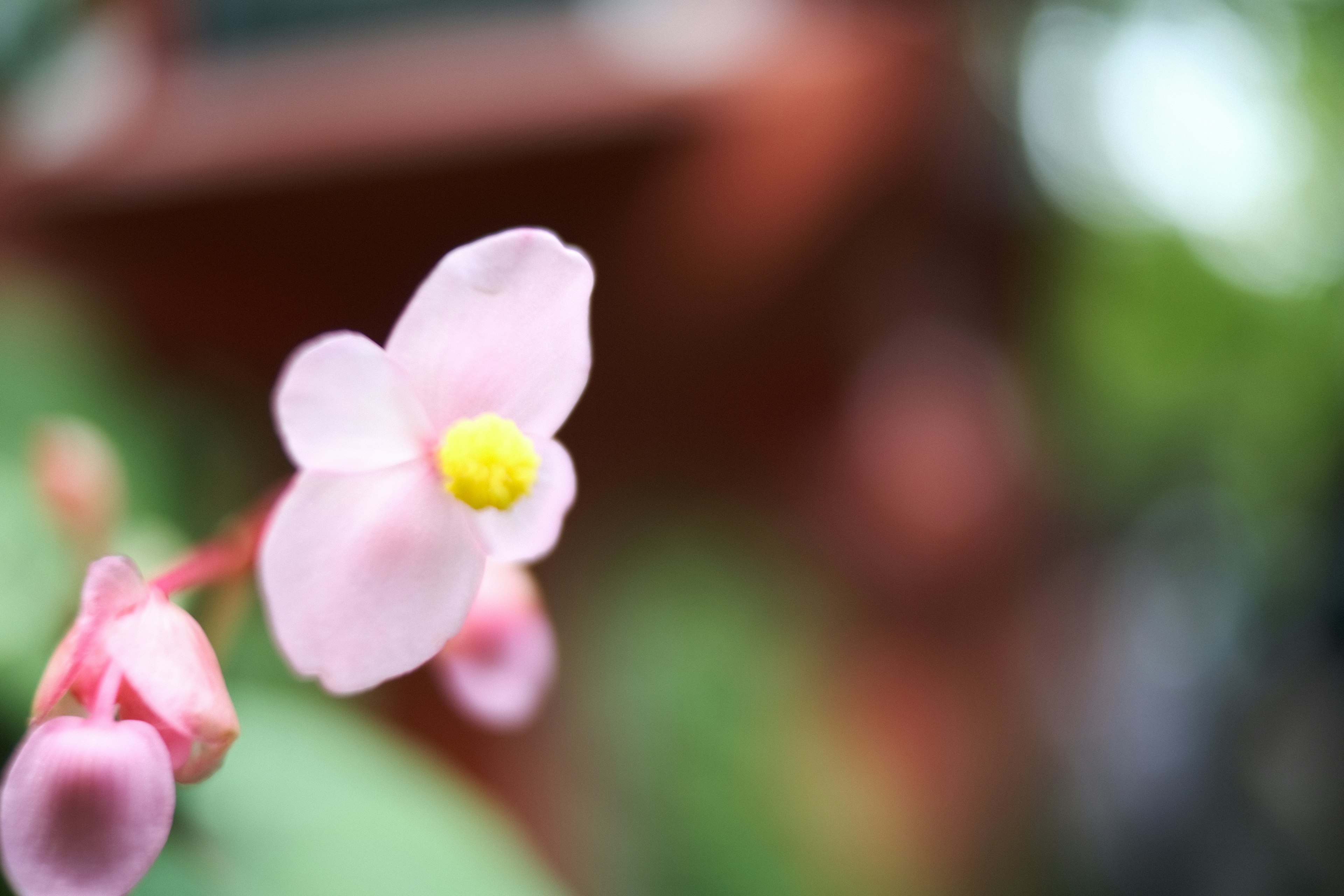 ピンクの花と黄色い中心が特徴の植物のクローズアップ