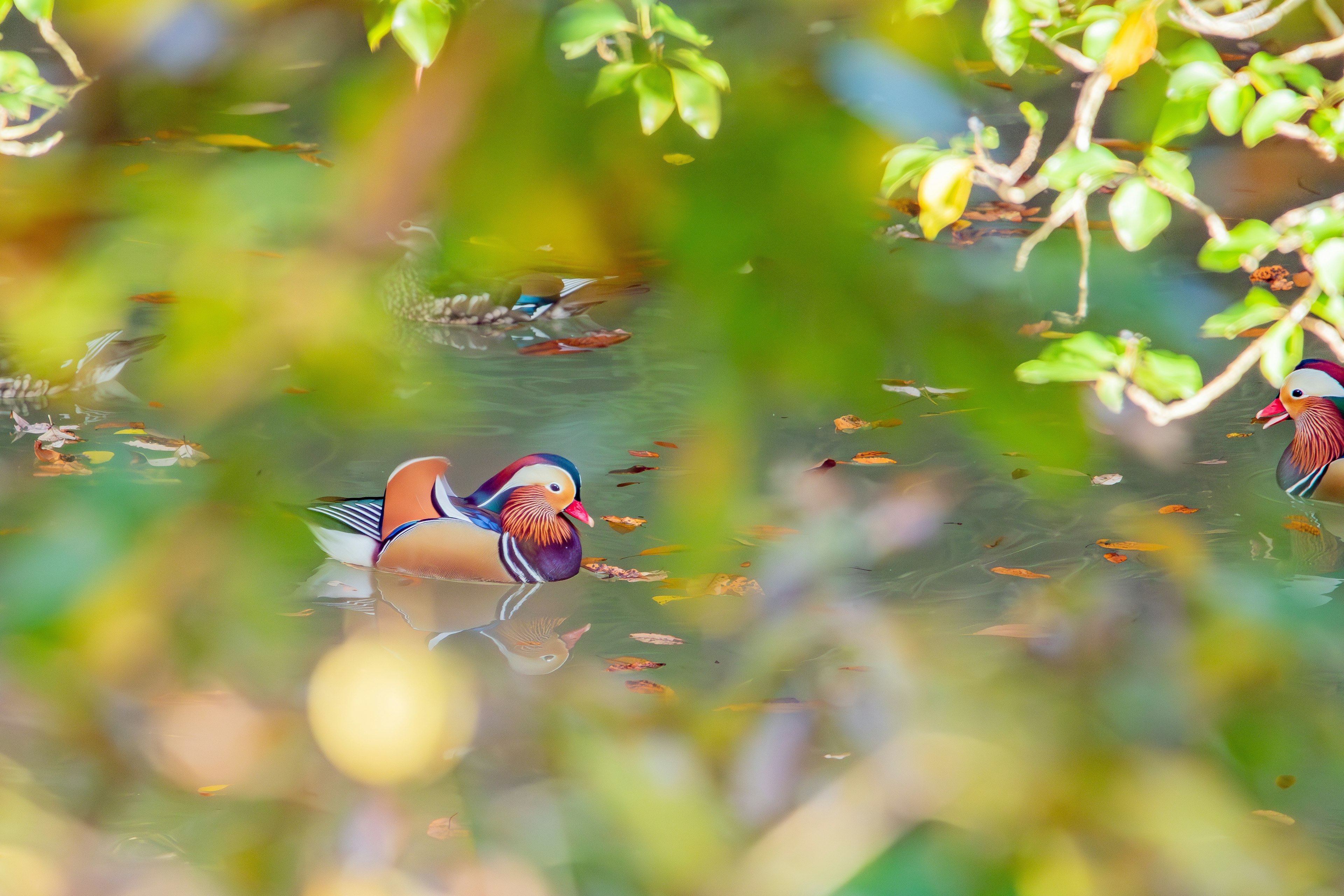 Un maschio e una femmina di anatra mandarina che nuotano sull'acqua circondati da foglie verdi