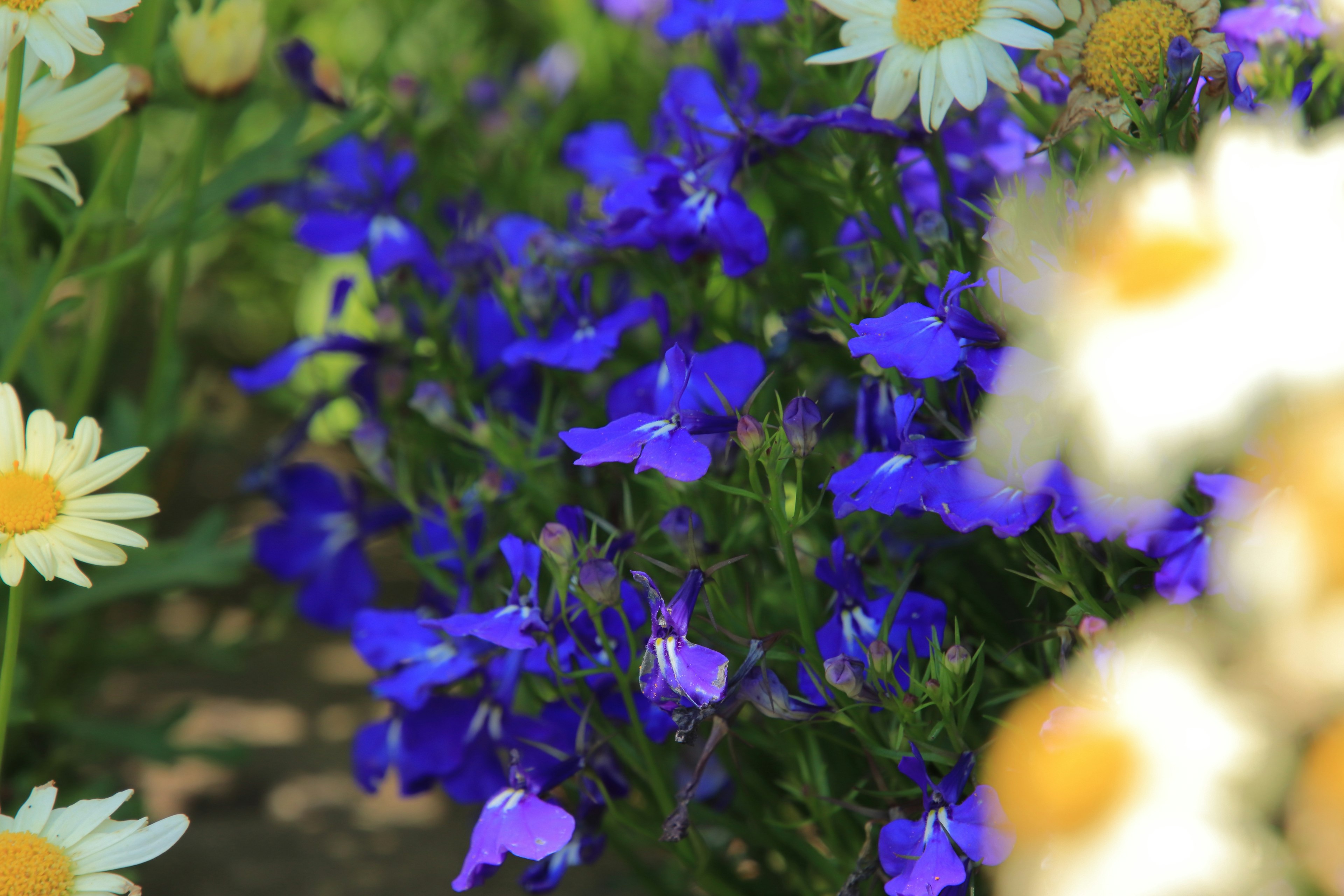 Un grupo de flores azules vibrantes entre margaritas blancas