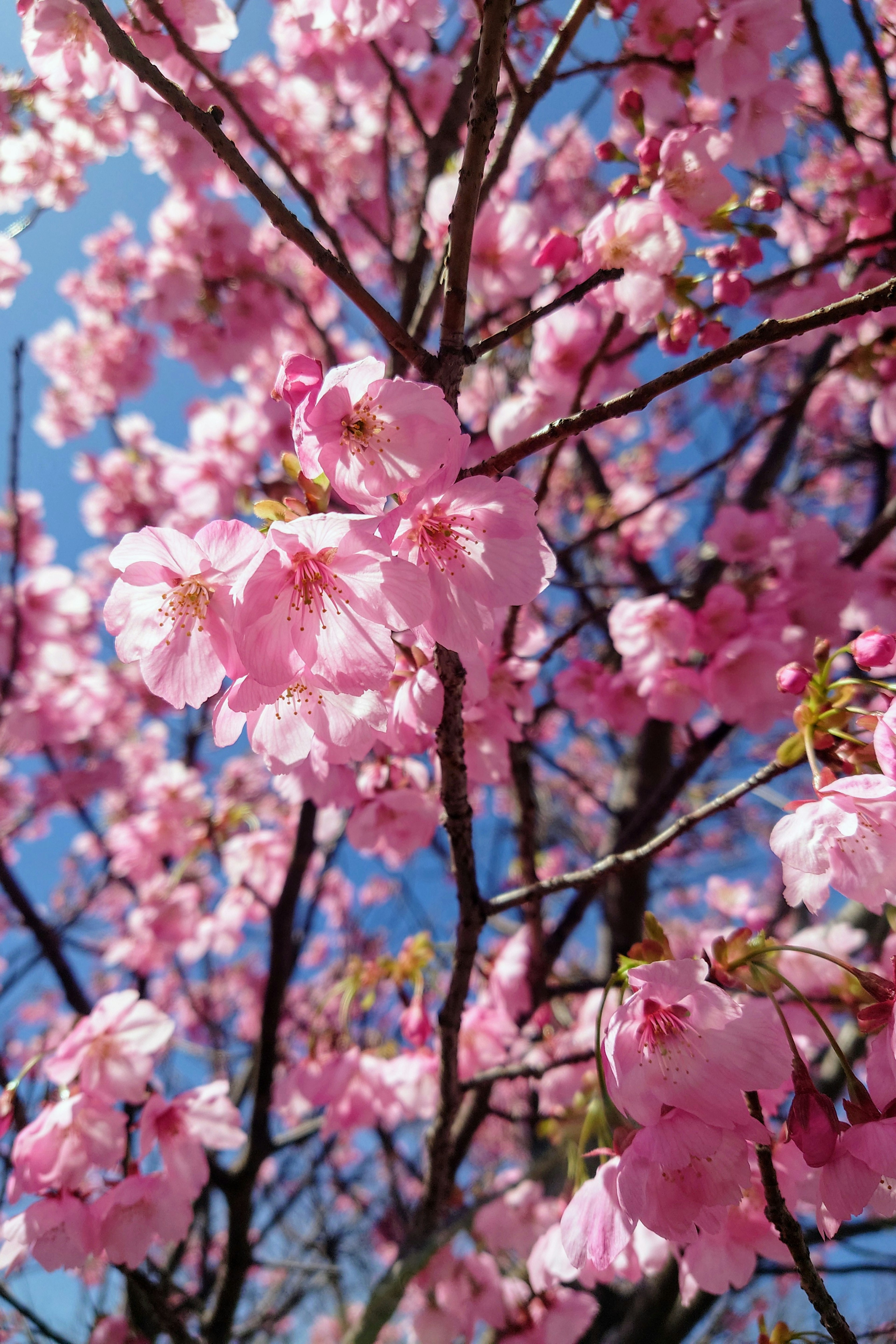 Flores de cerezo en flor contra un cielo azul