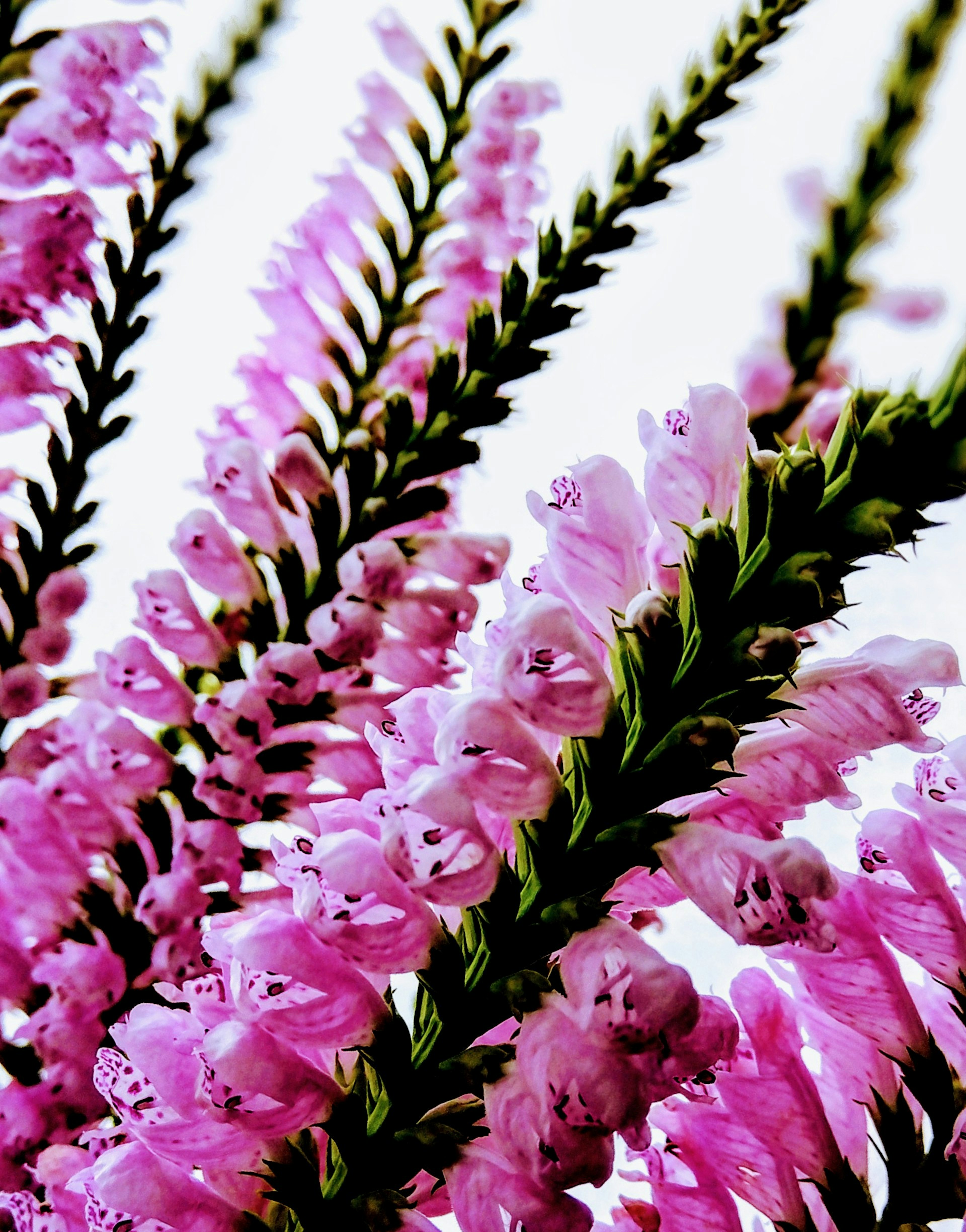 Close-up of a plant with vibrant pink flowers