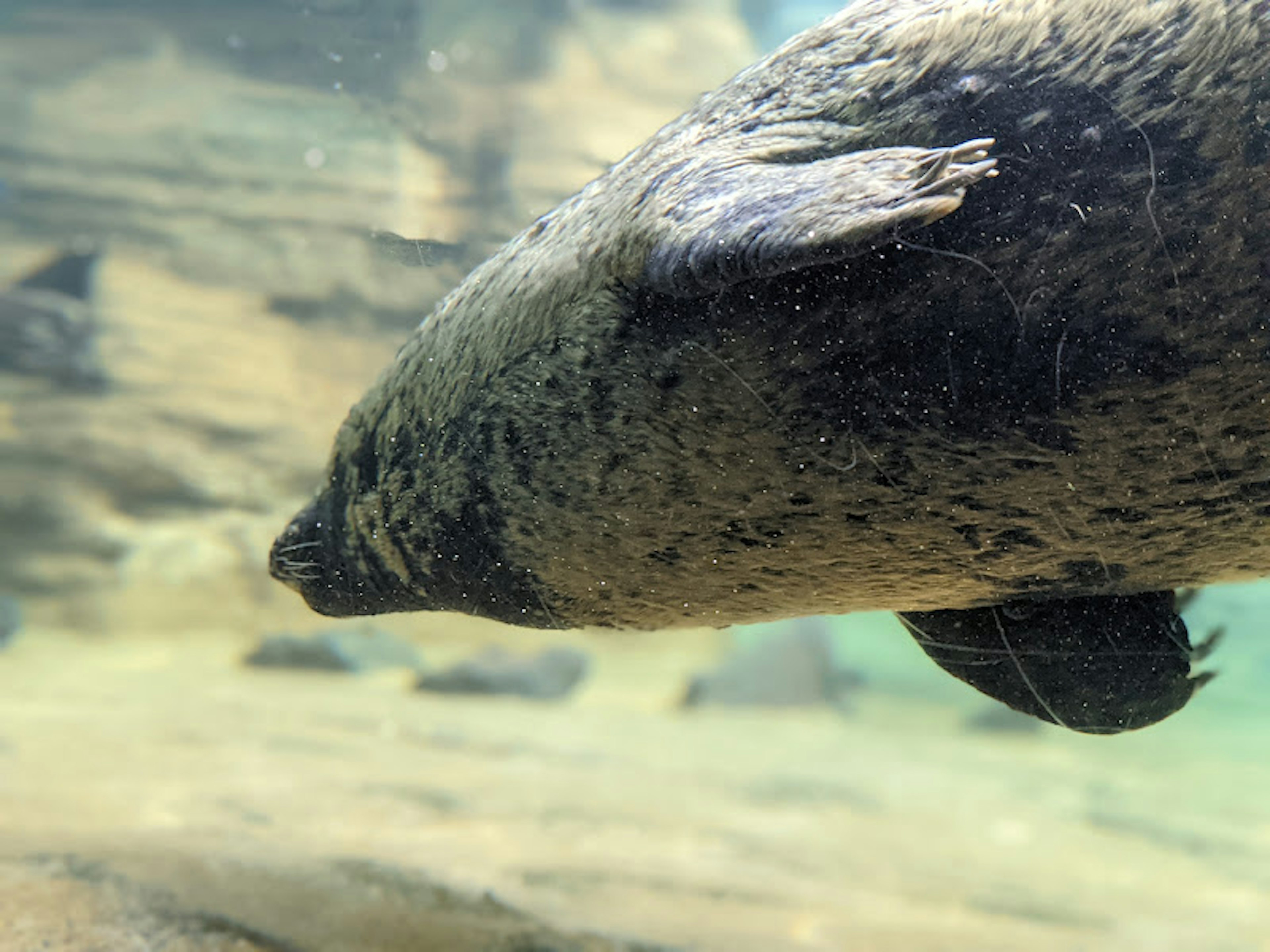 Primo piano di un foca che nuota sott'acqua