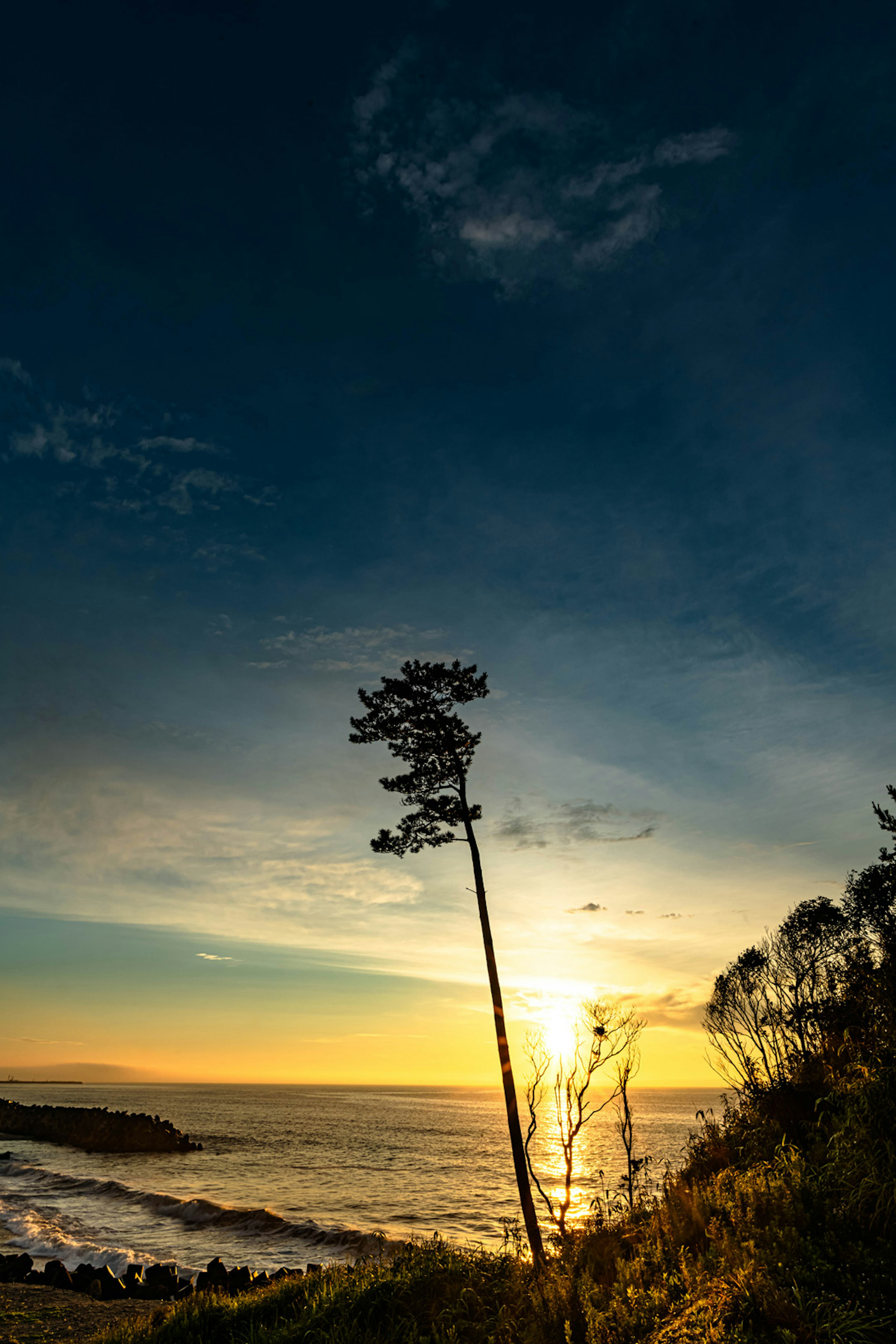 Un albero solitario si erge su una scogliera costiera contro un cielo al tramonto