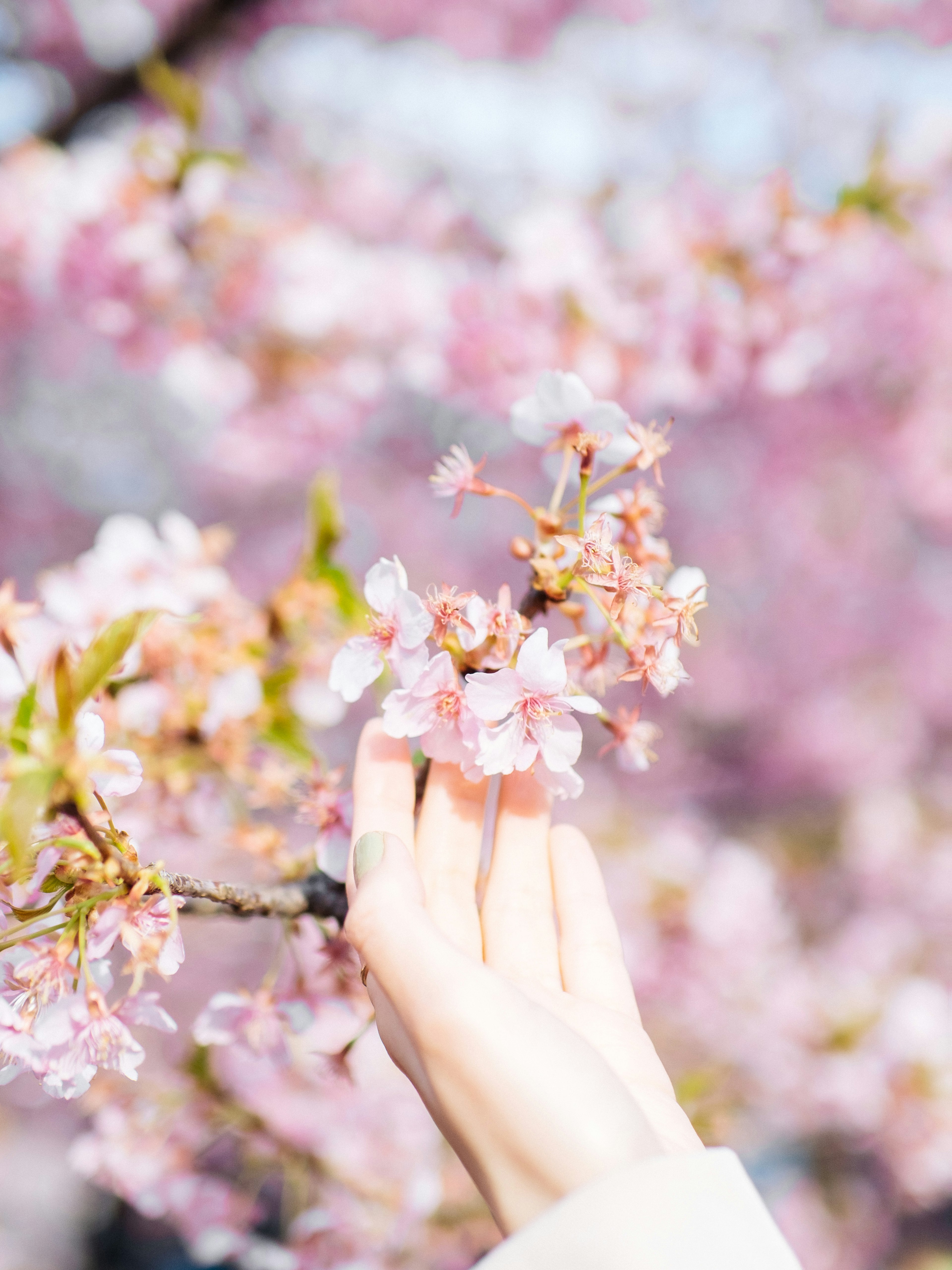 Una mano alcanzando flores de cerezo en suaves tonos rosas contra un fondo desenfocado