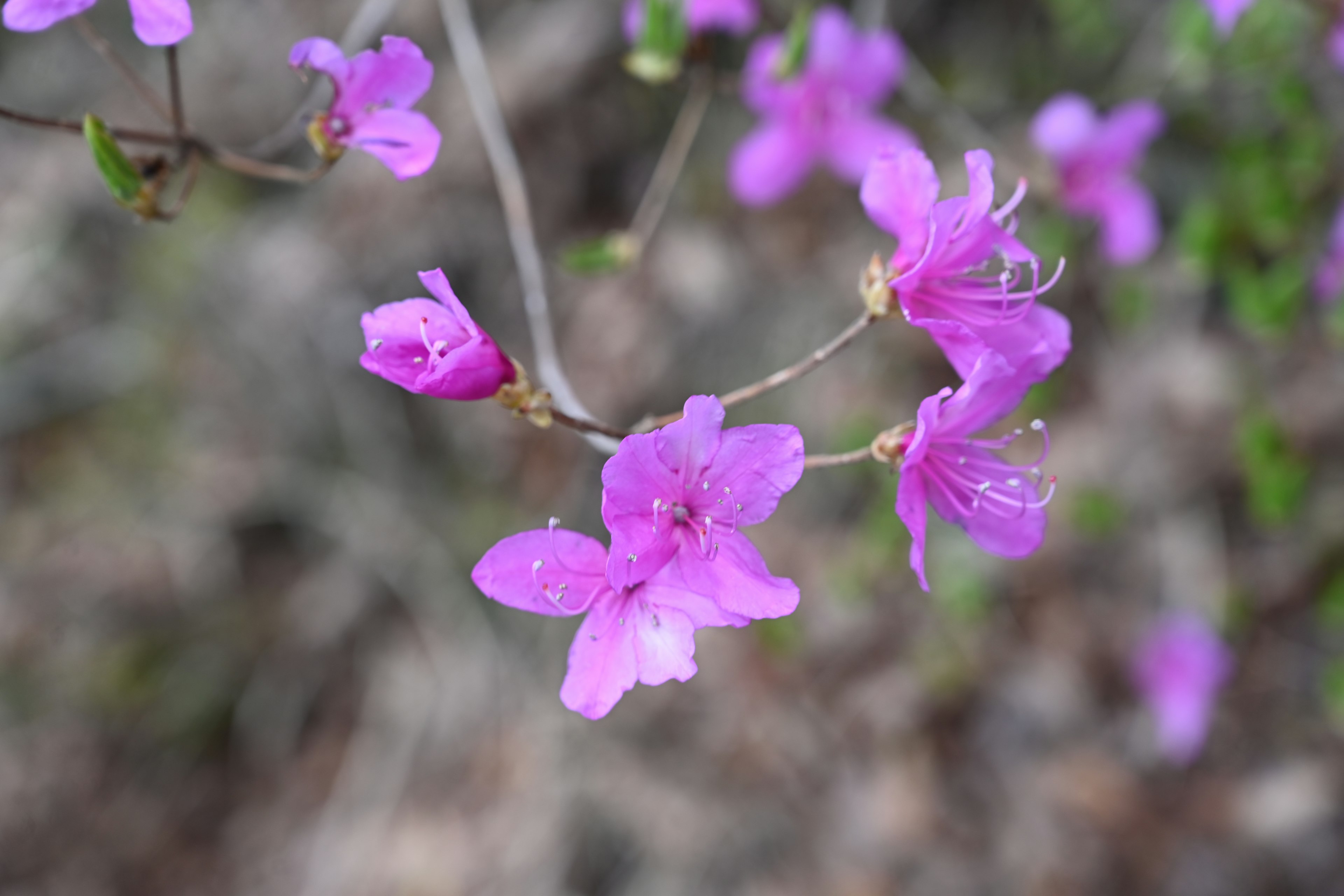 紫色の花が咲いている枝のクローズアップ