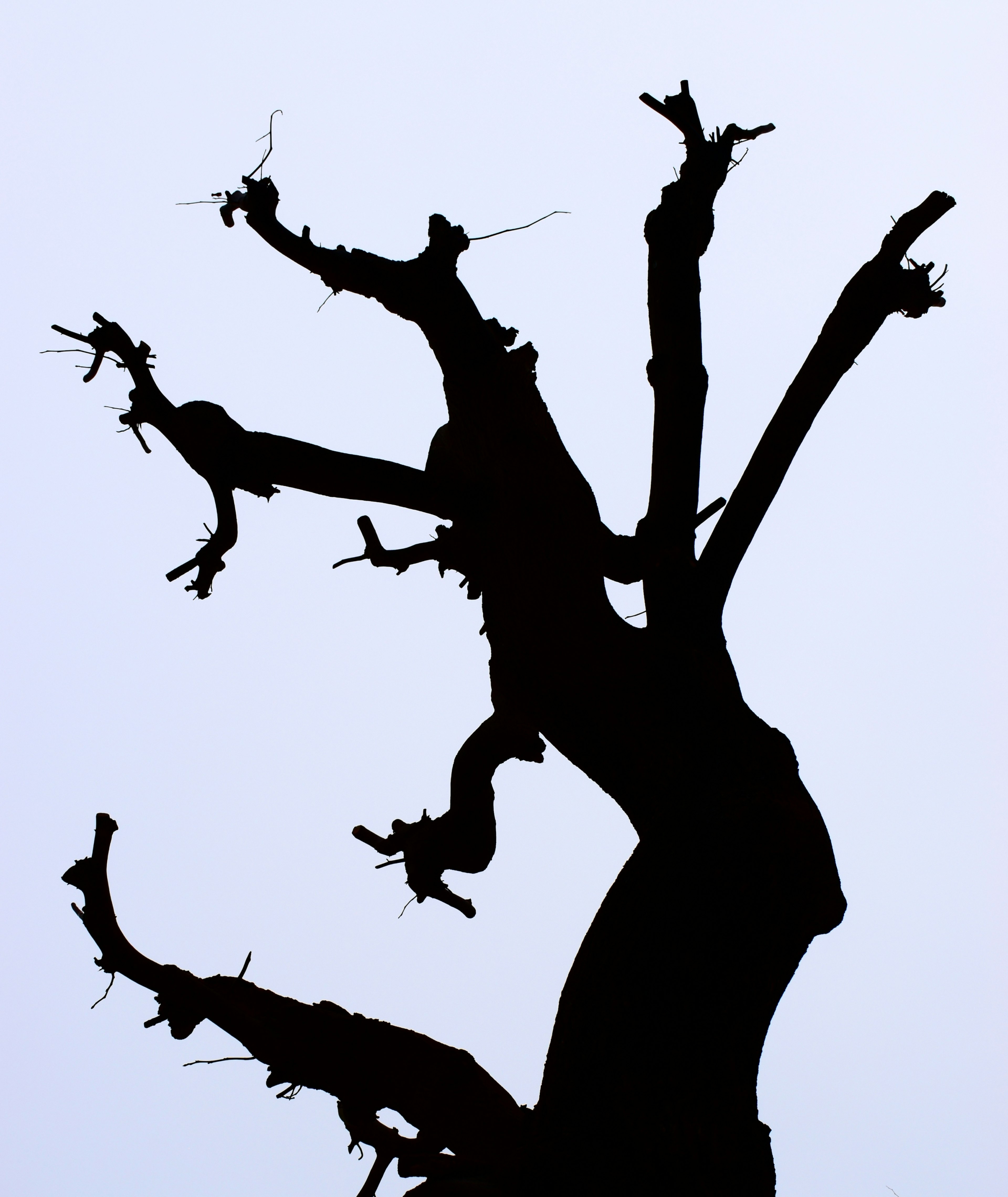 Silhouette de un árbol retorcido con ramas delgadas