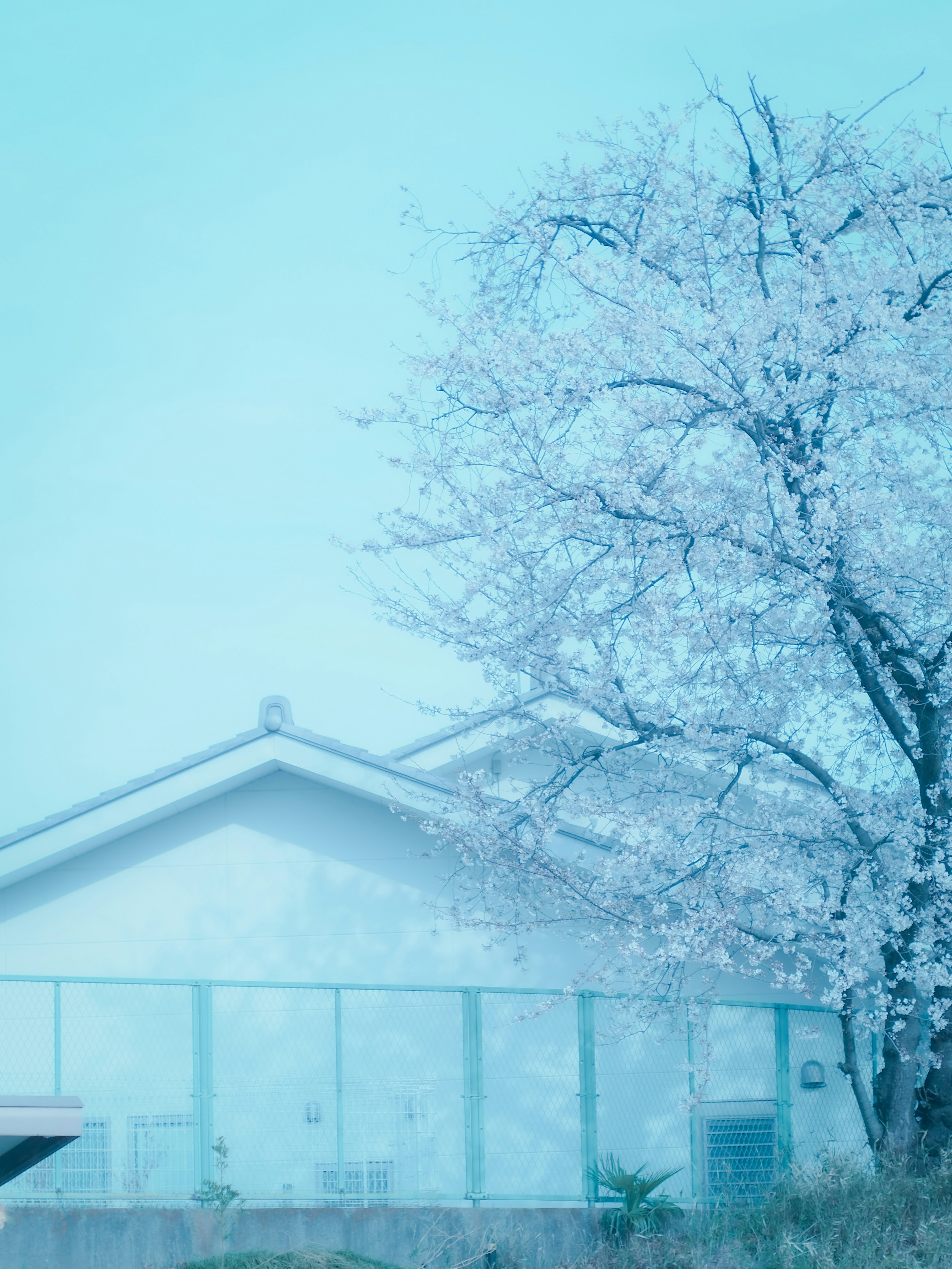 Cherry blossom tree beside a white house under a blue sky