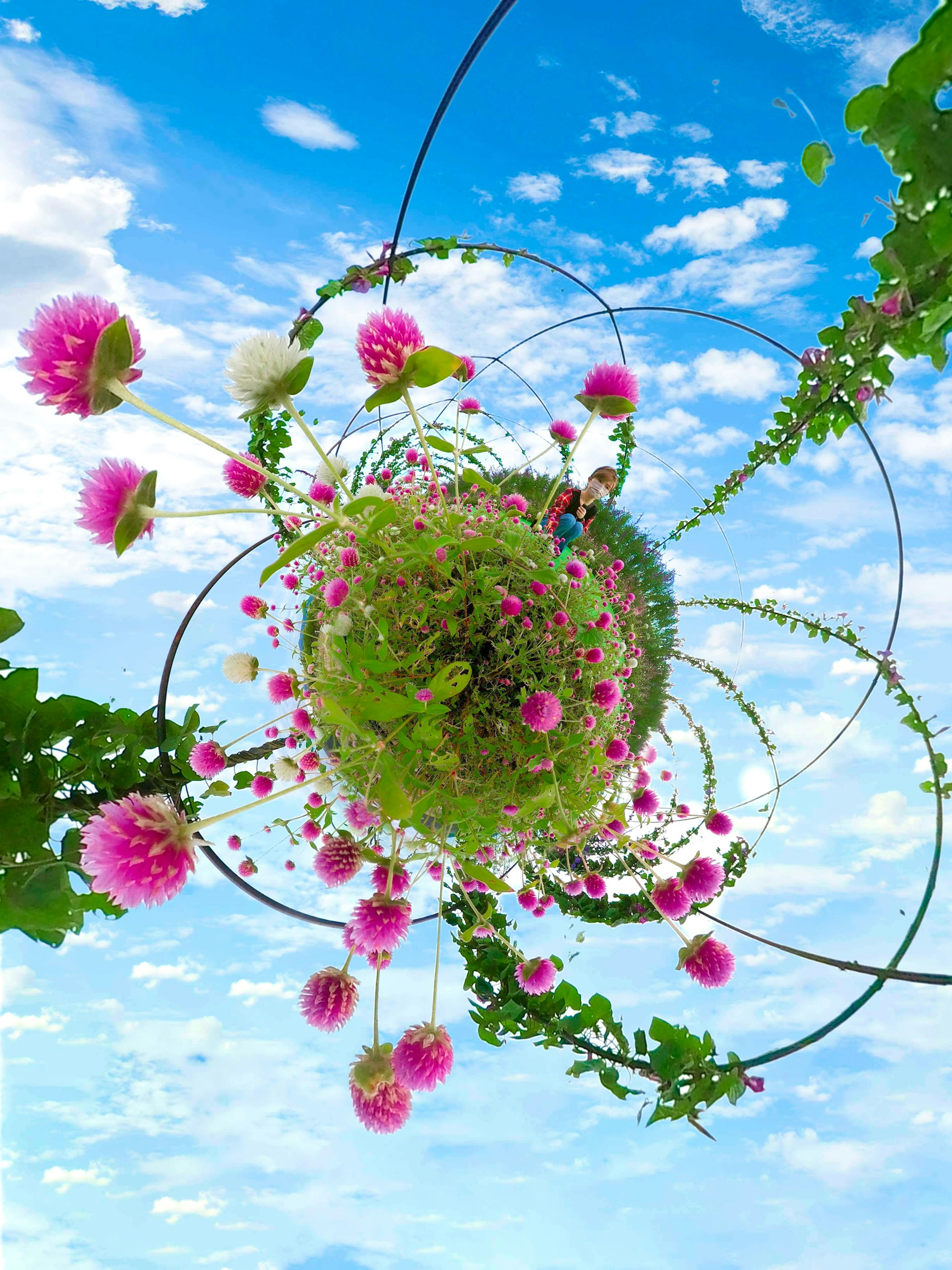 Spiral arrangement of pink flowers and green leaves under a blue sky