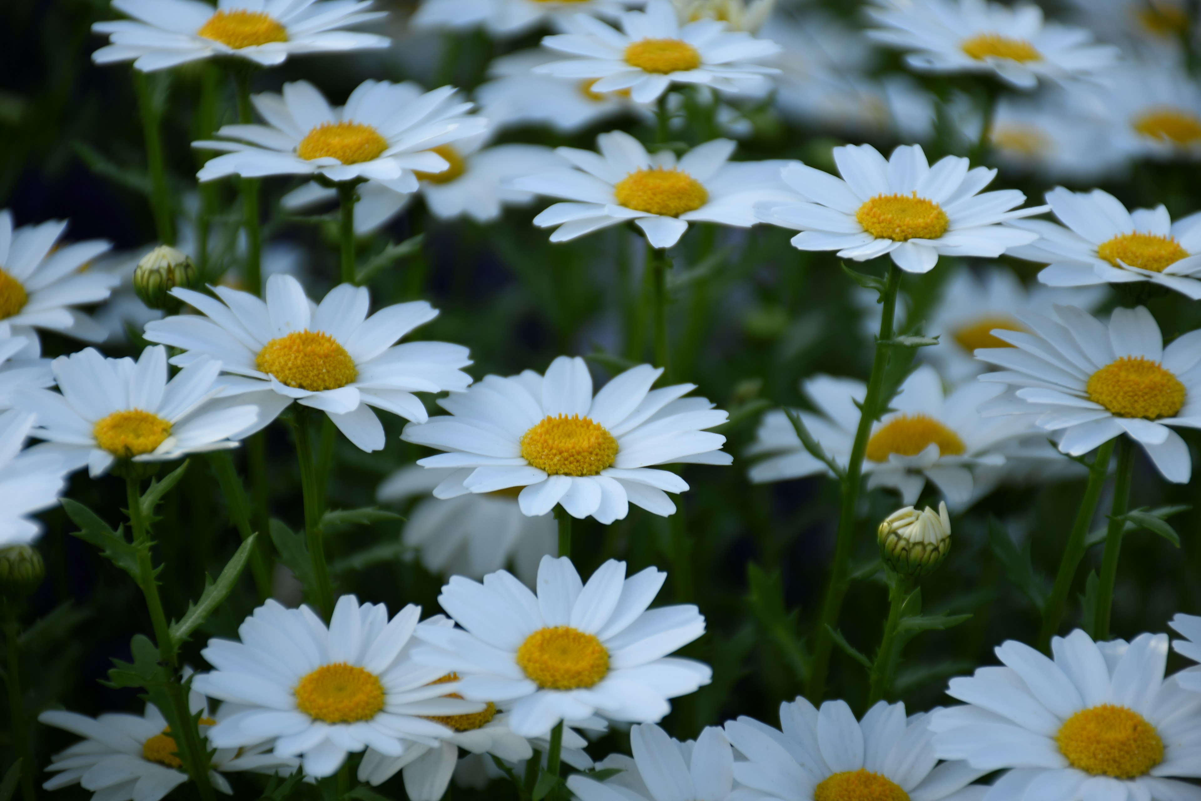 Pemandangan taman dipenuhi dengan bunga daisy putih yang mekar