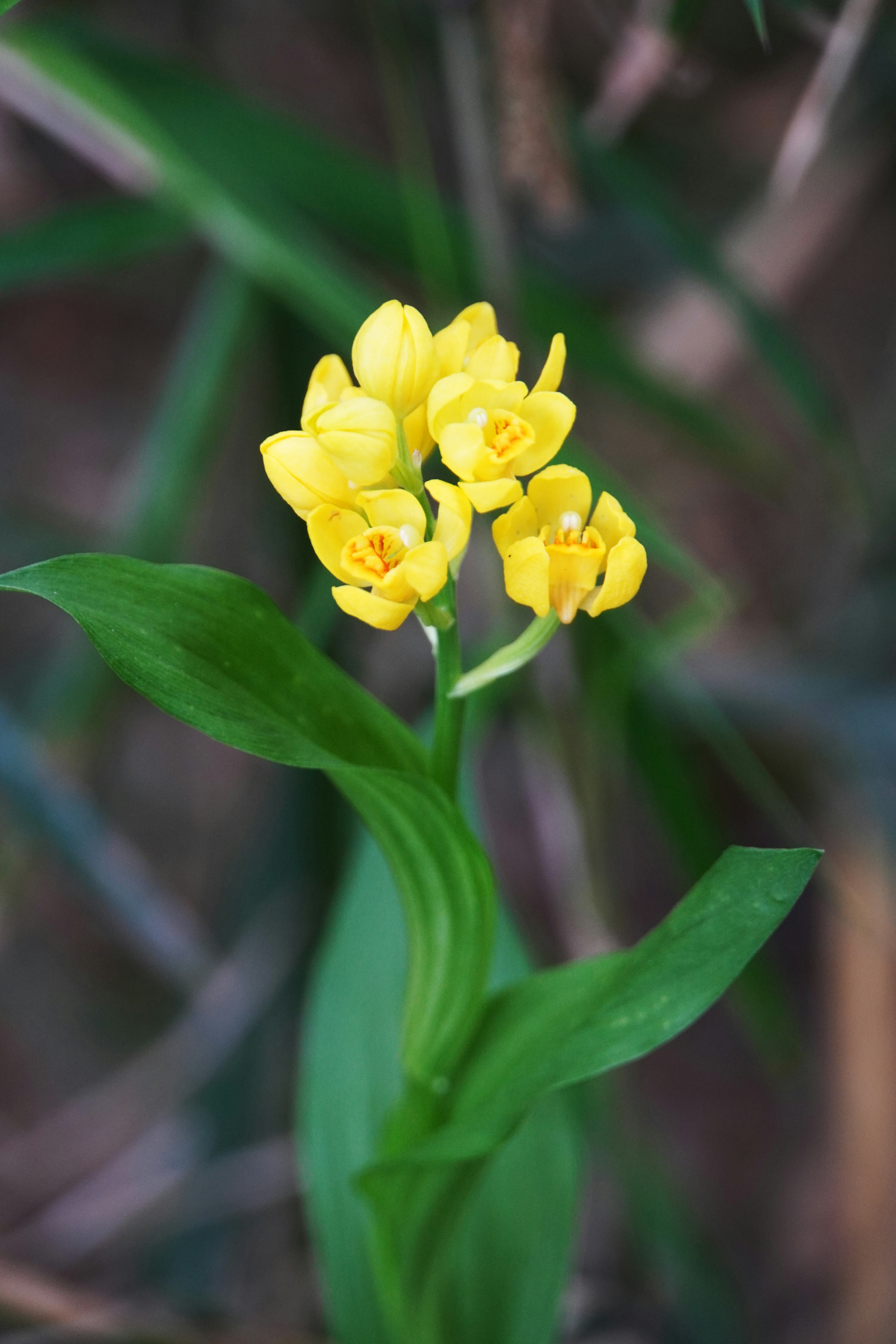 Close-up bunga anggrek kuning dengan daun hijau