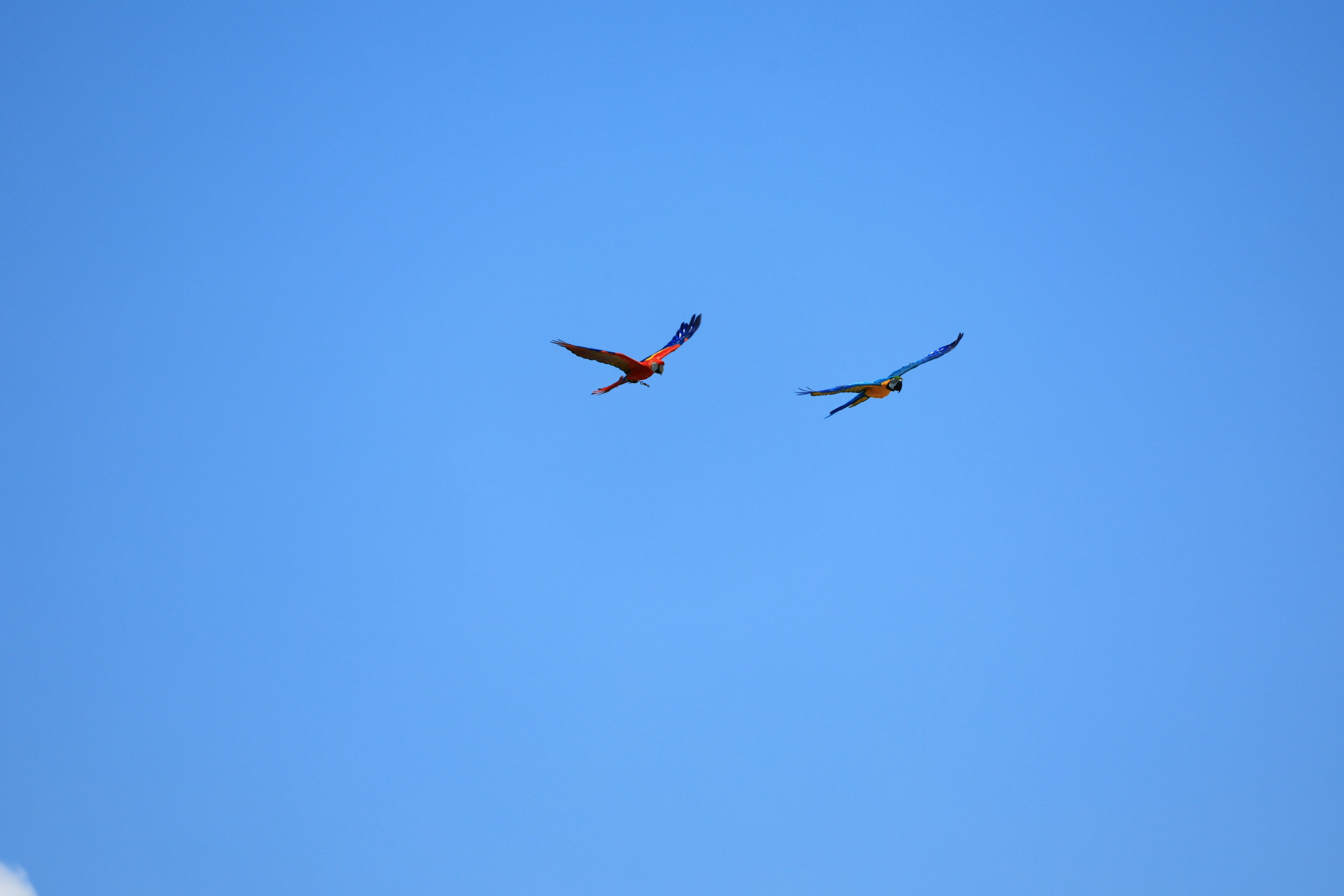 Zwei rote Vögel fliegen in einem blauen Himmel