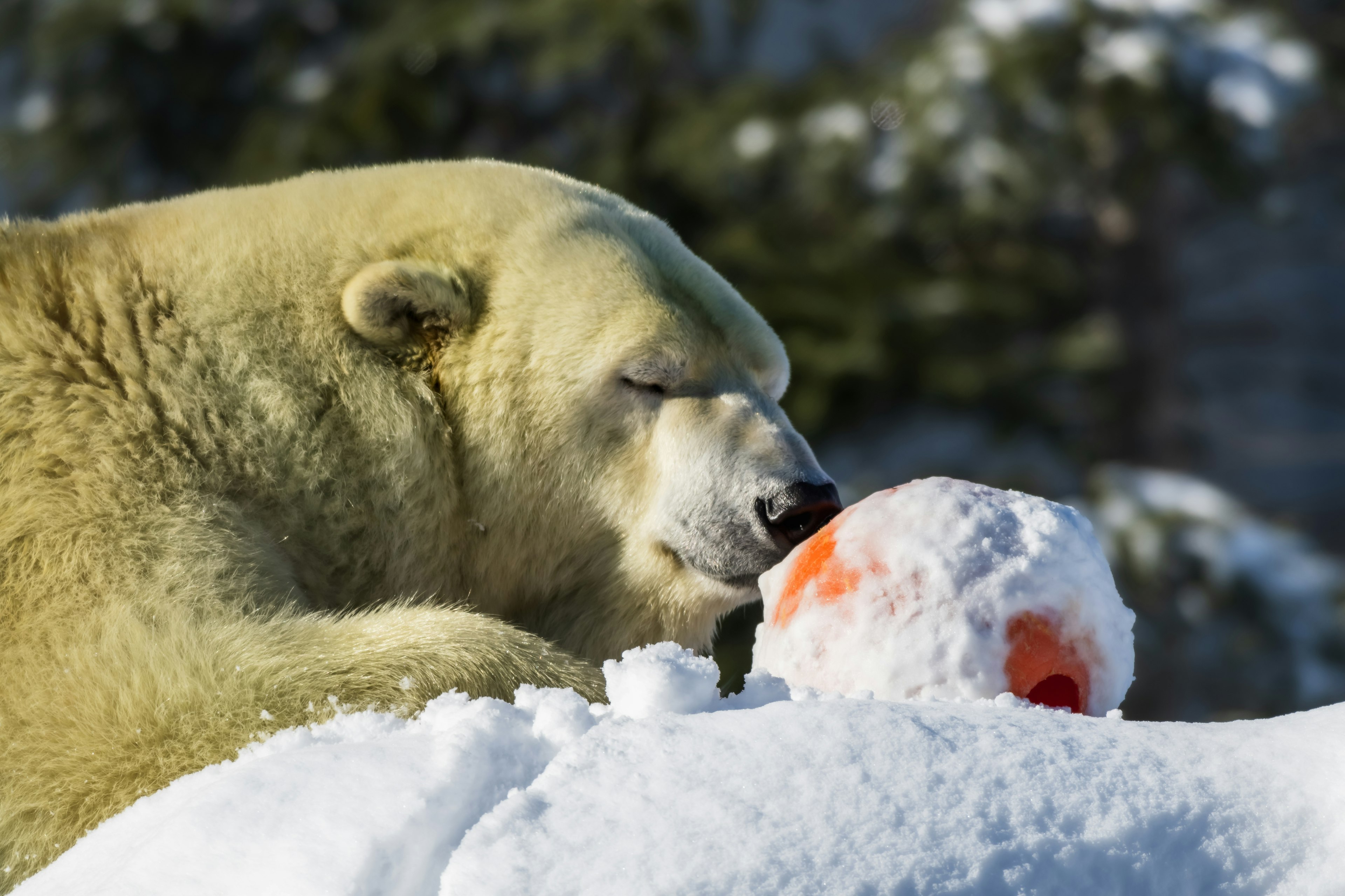 雪の中でオレンジのボールを嗅ぐホッキョクグマ