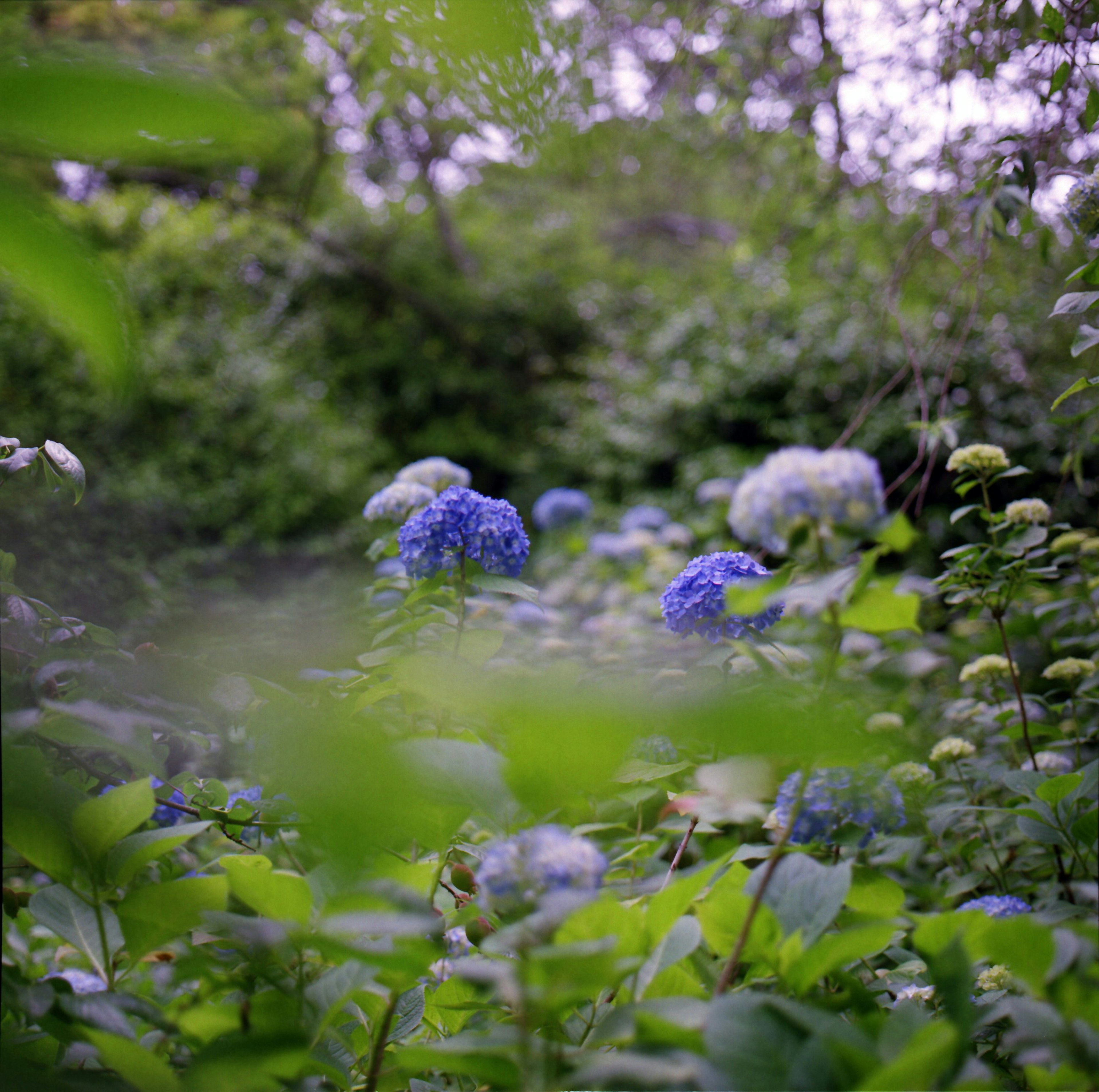 Lush garden scene with blooming blue hydrangeas