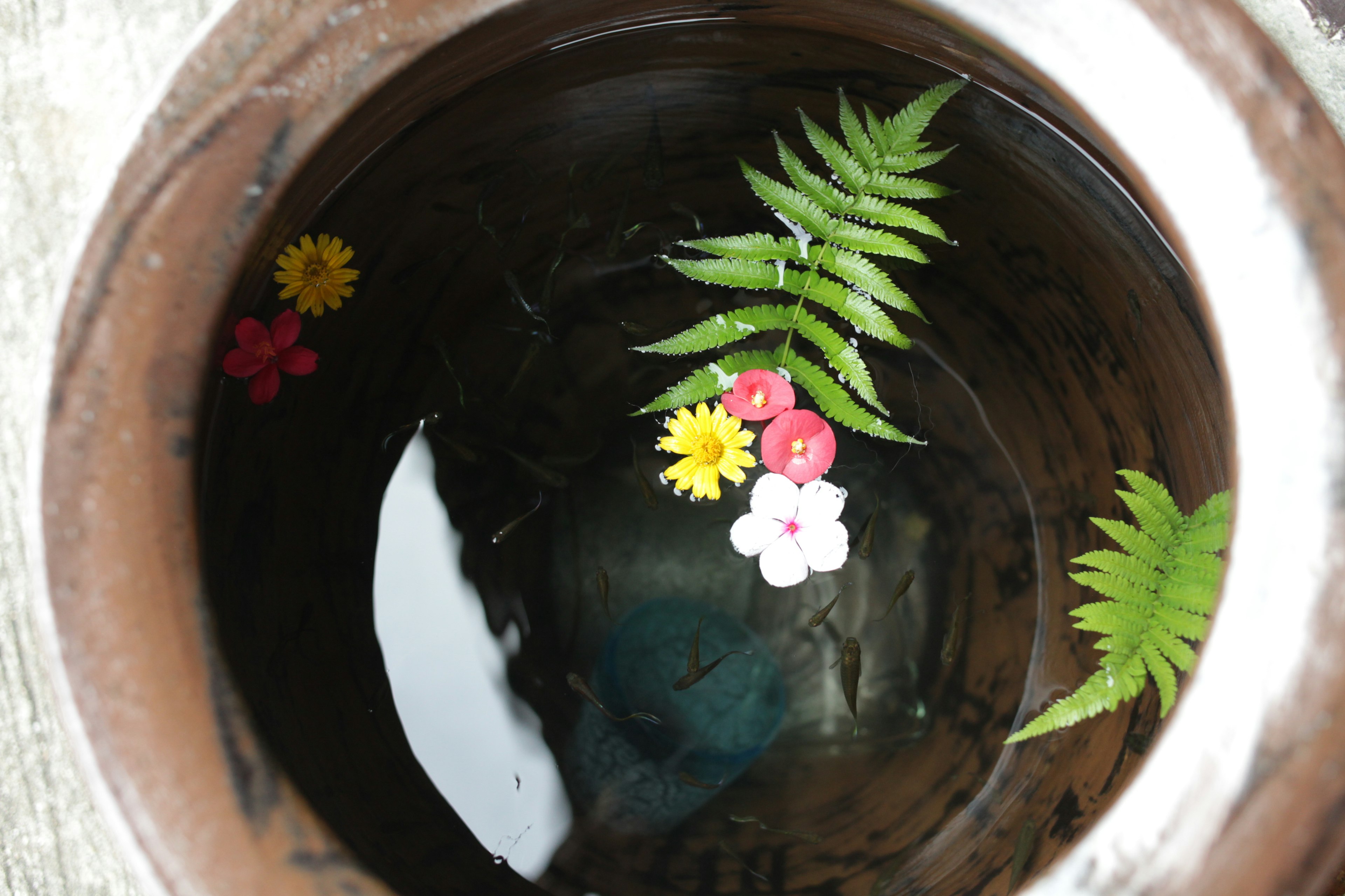 Bunte Blumen und Blätter, die in Wasser in einem Keramiktopf schwimmen