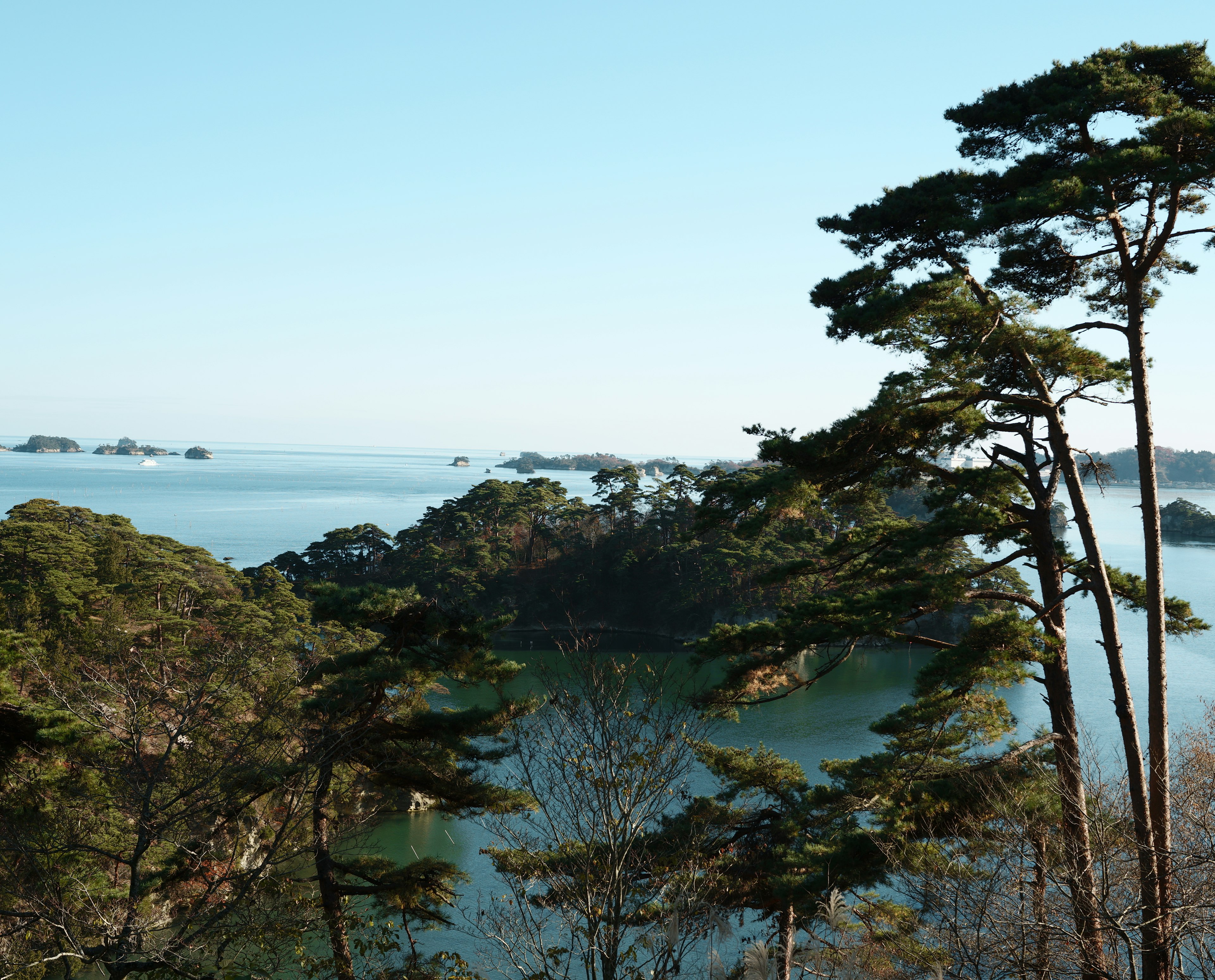 美麗的海洋和松樹風景