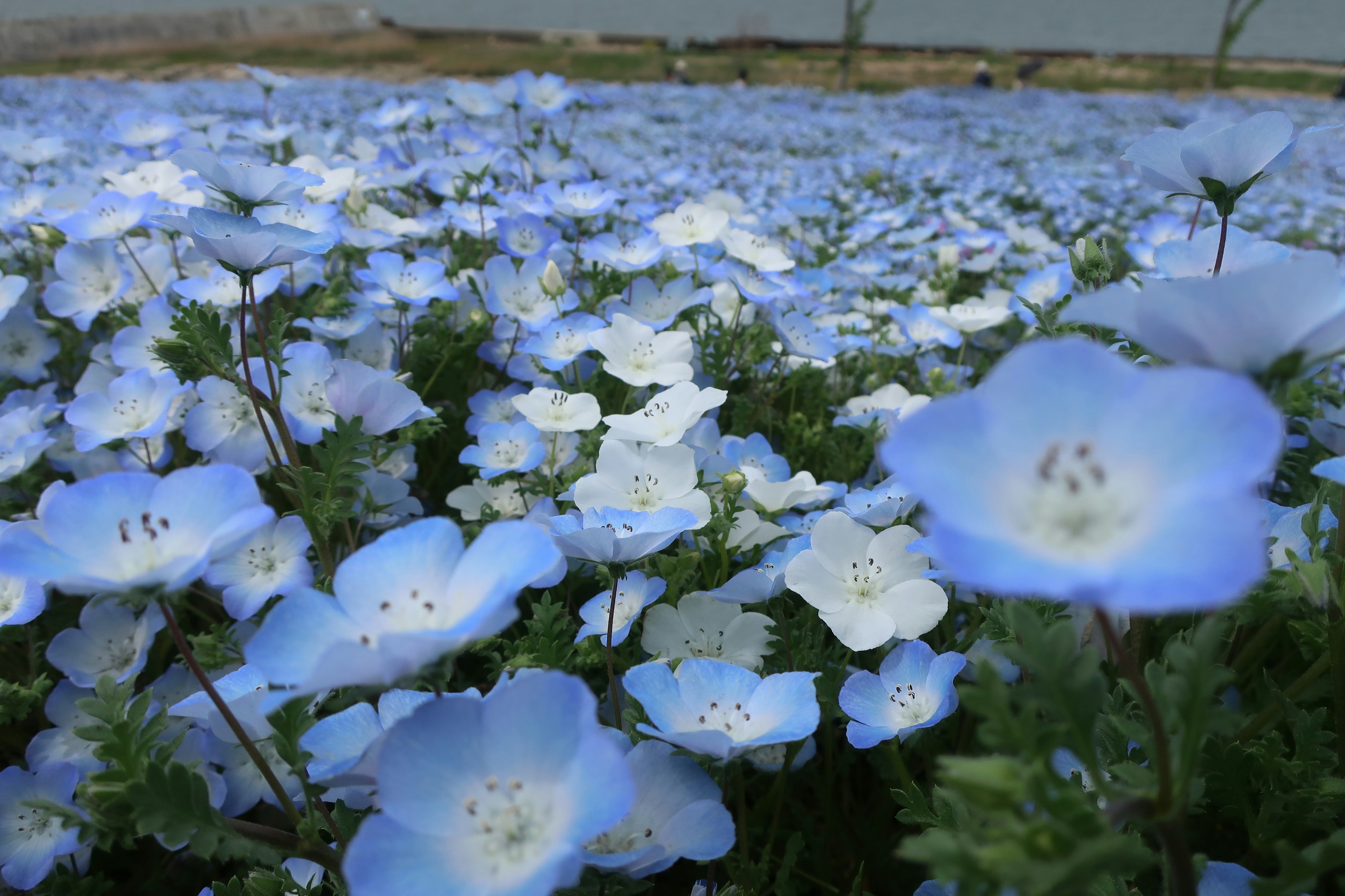 ทุ่งดอกไม้สีน้ำเงินและสีขาวที่บานเต็มที่