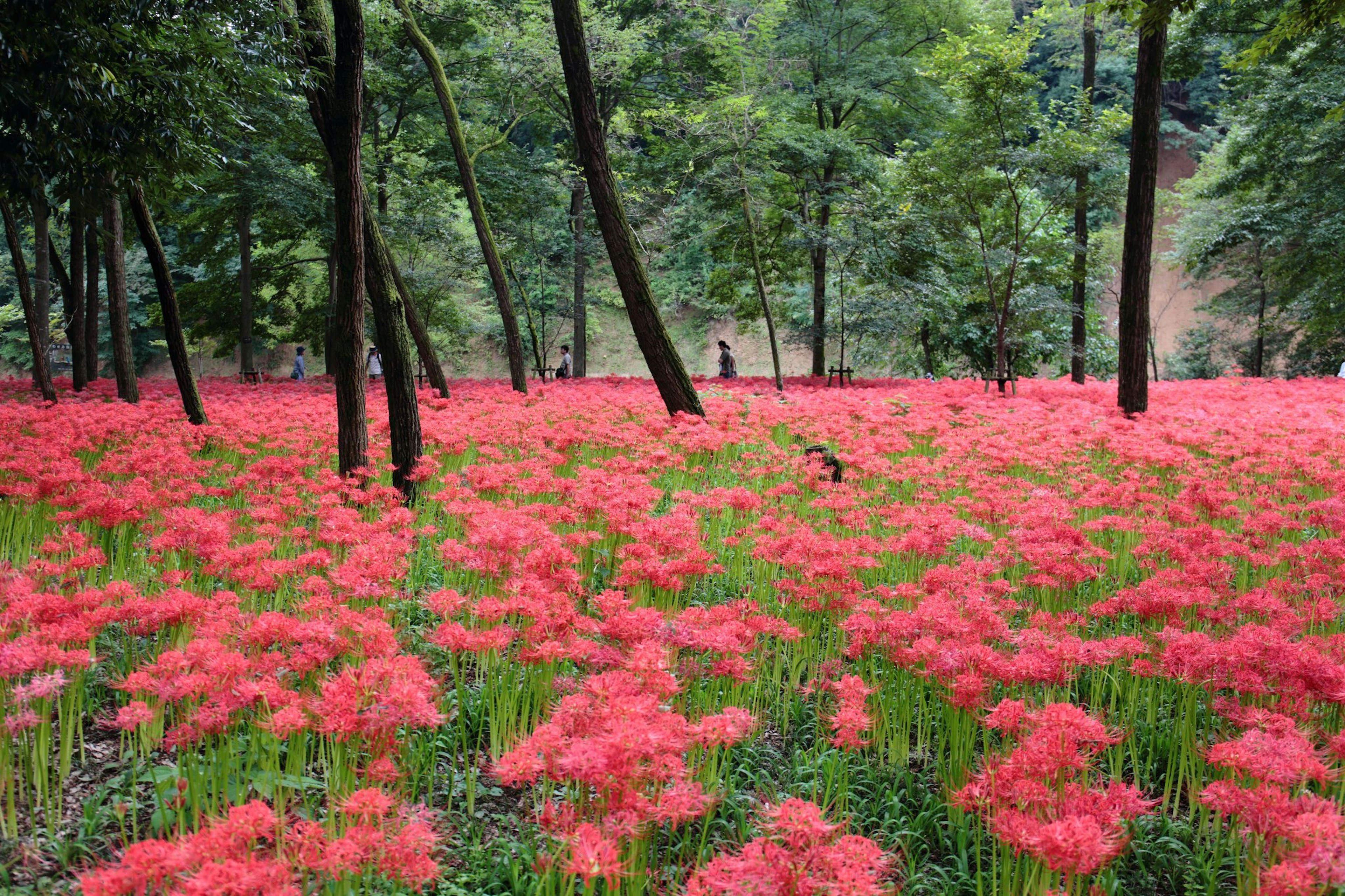 Pemandangan hutan dengan bunga lily laba-laba merah