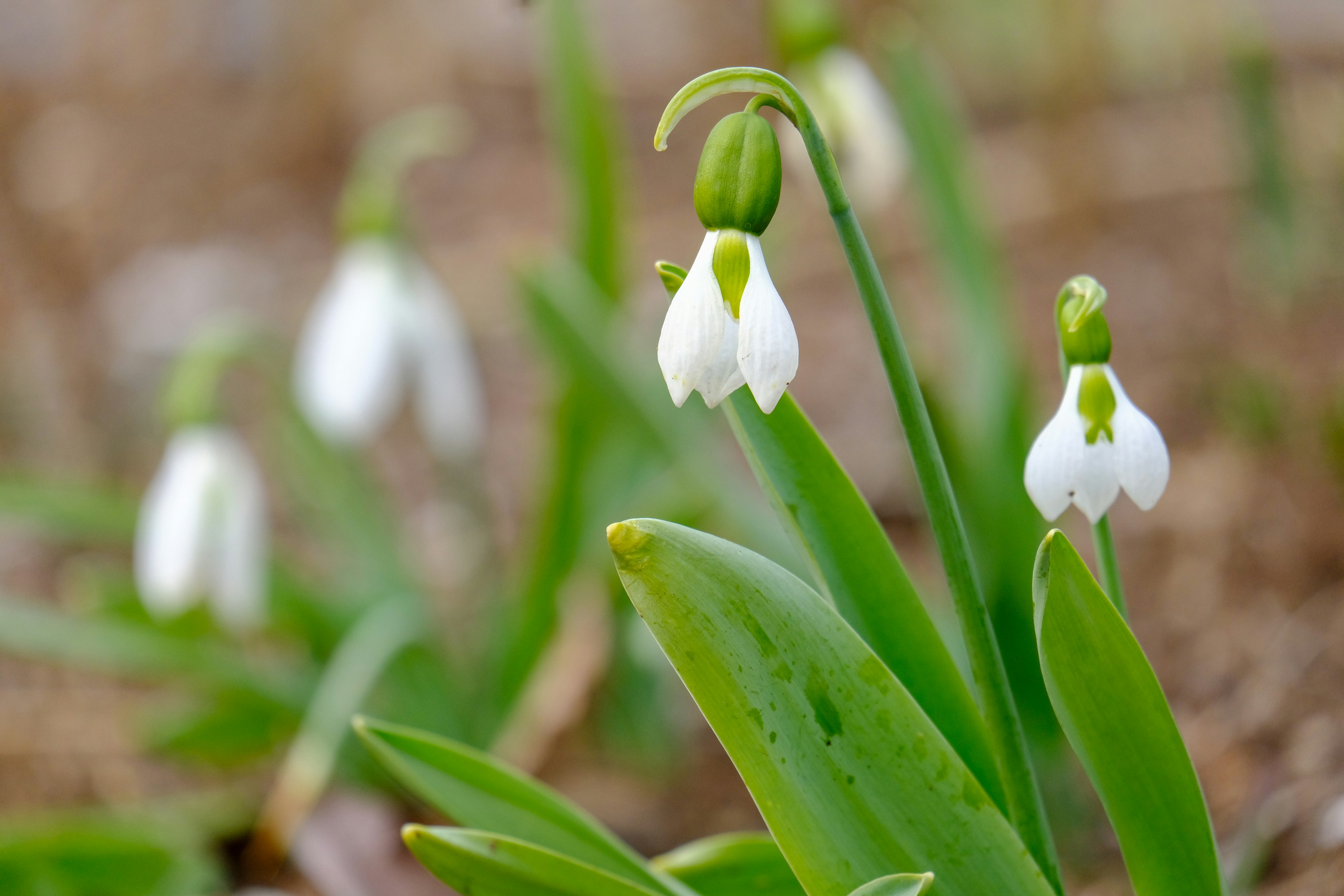 Fiori di bucaneve bianchi che sbocciano tra le foglie verdi