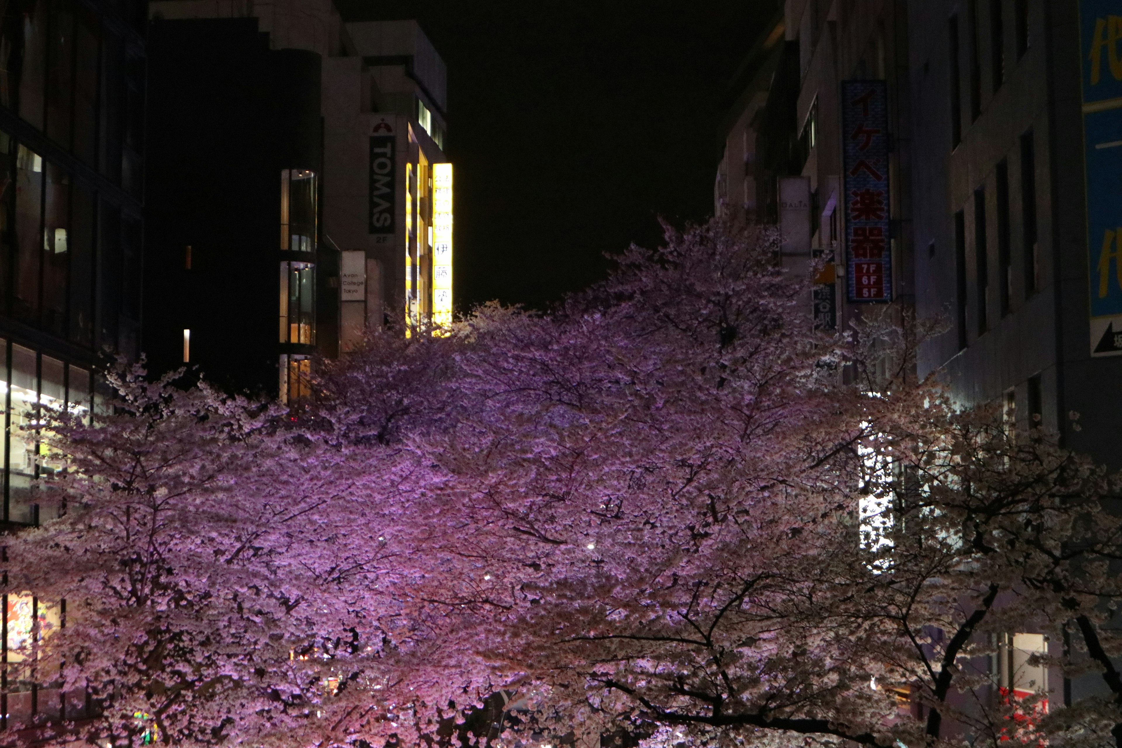 Cherry blossom trees illuminated at night in an urban setting