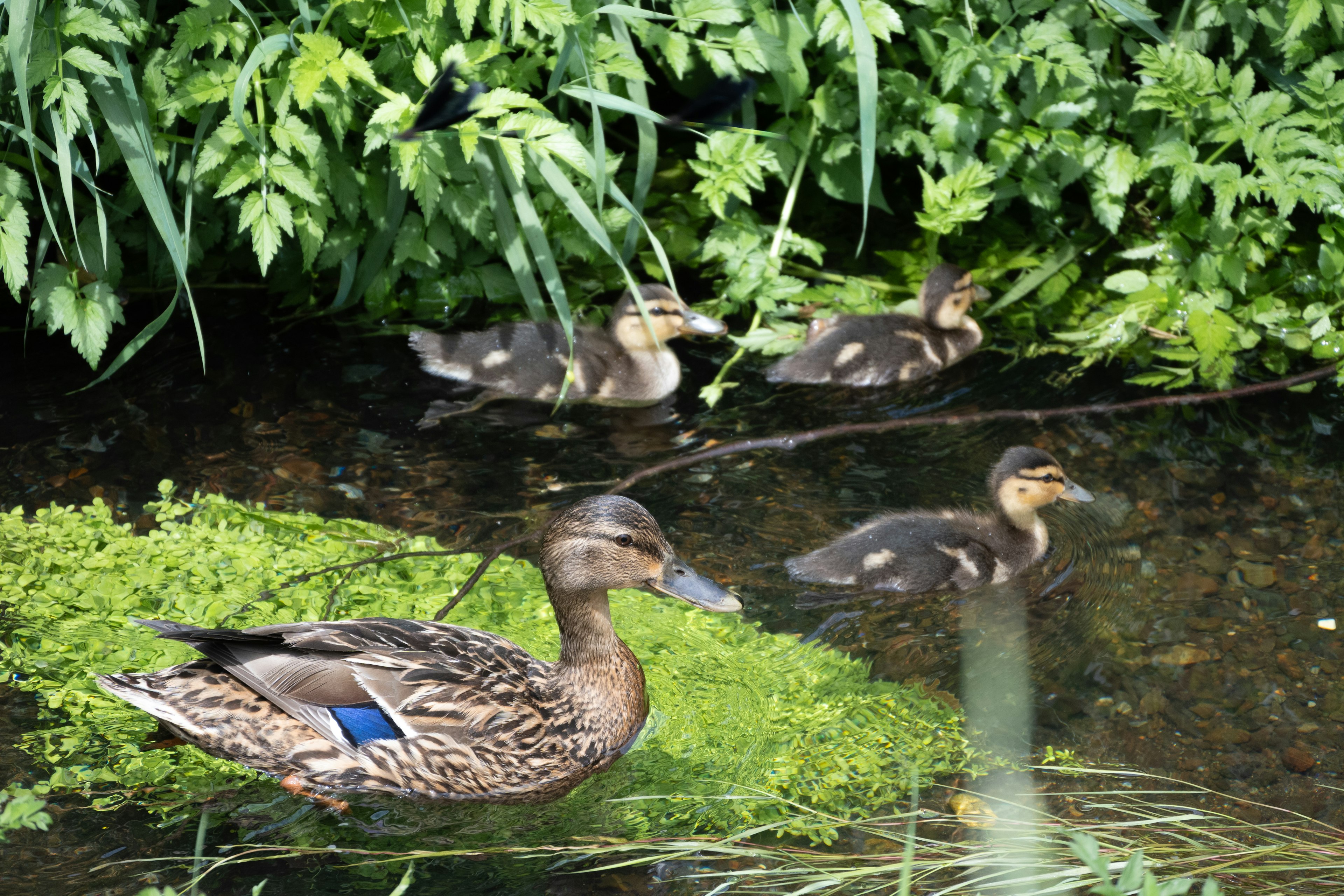 Mother duck with ducklings in a lush green environment by the water