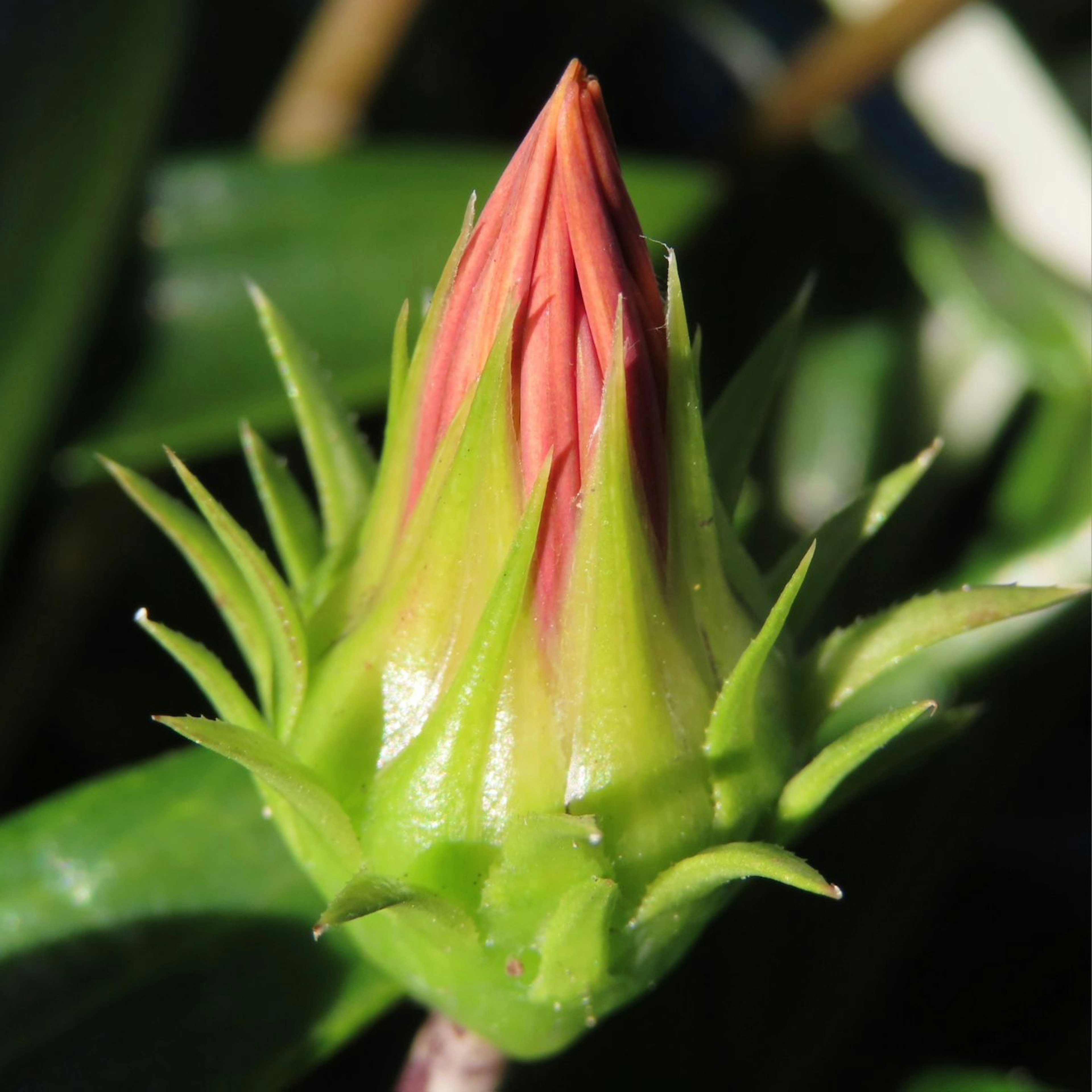 Eine Pflanzenknospe mit grünen und roten Farbtönen, die einer Blume ähnelt