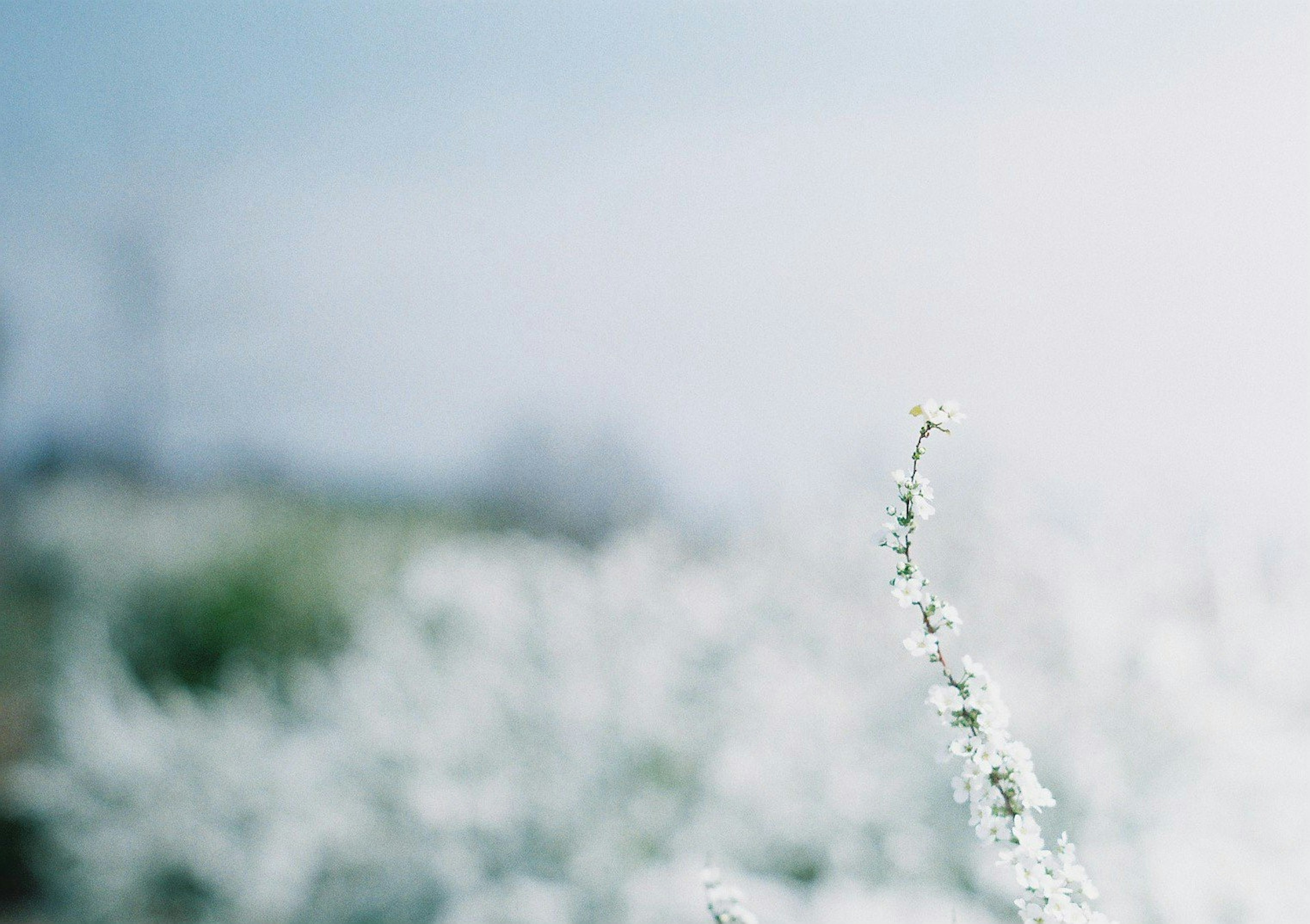 Un paysage serein avec des fleurs blanches sous un ciel bleu clair