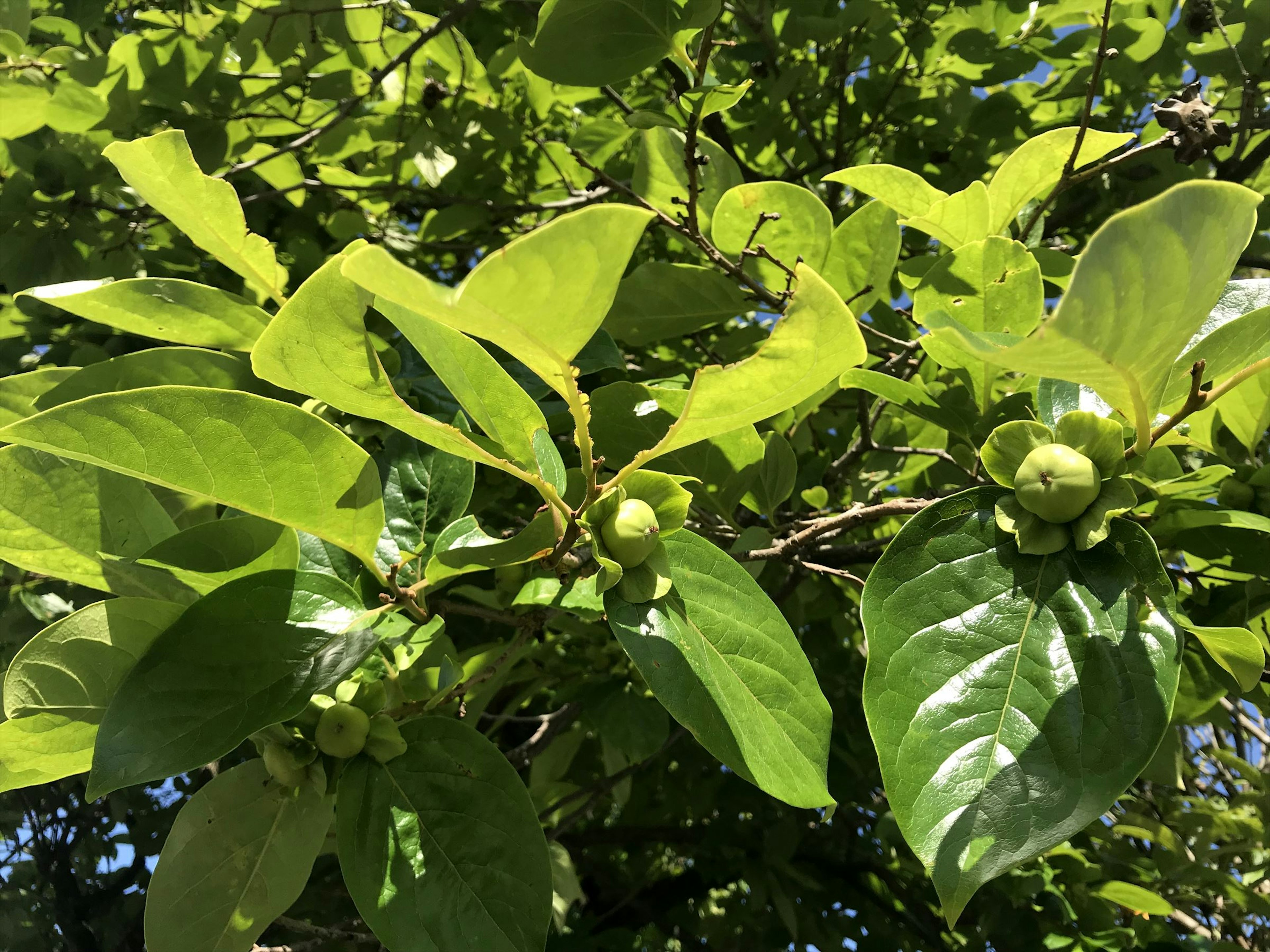 Rama de un árbol con hojas verdes y frutas en desarrollo