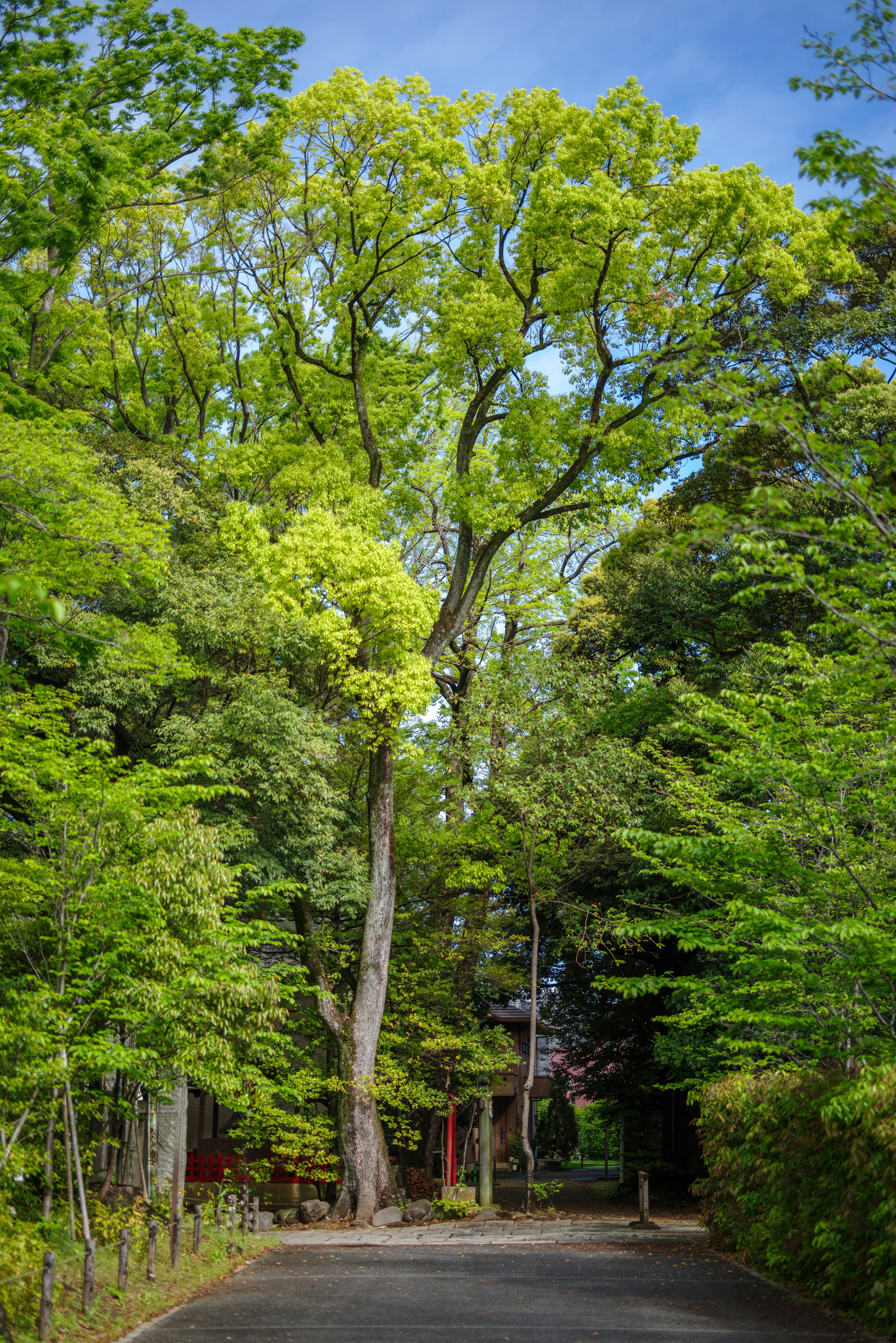 A serene pathway surrounded by lush green trees