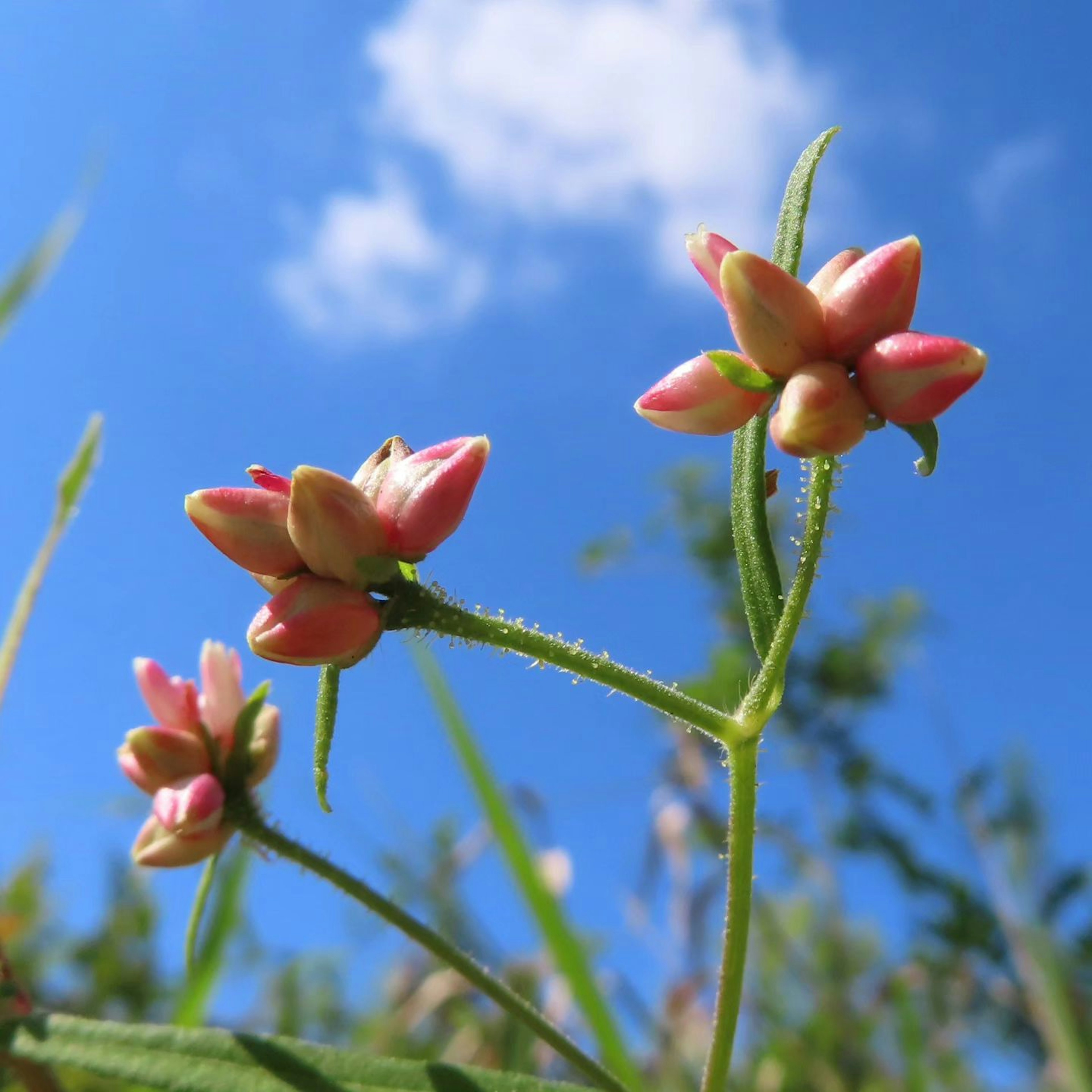 Delicate pink flowers with green stems against a blue sky