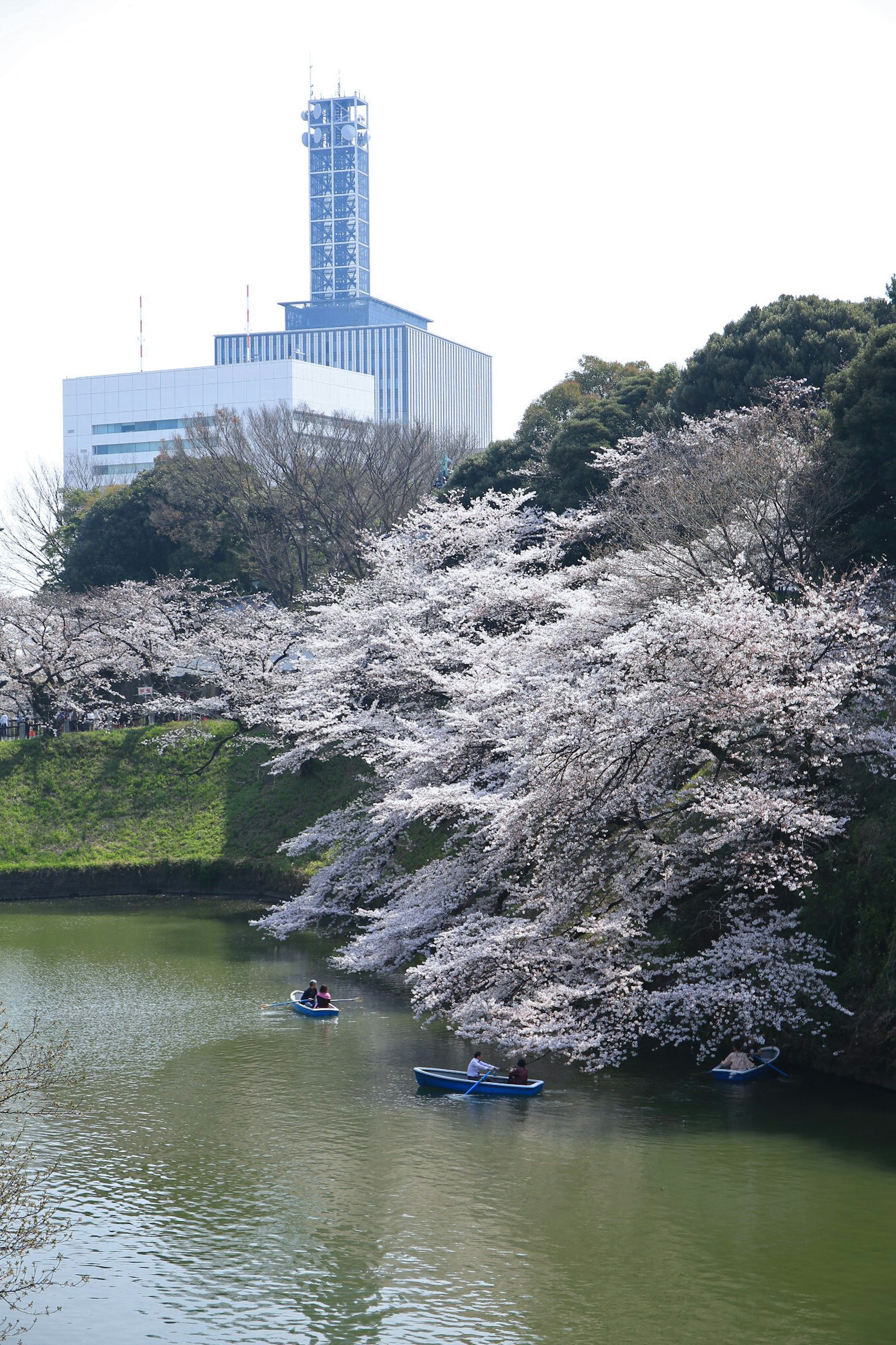 Cherry blossom trees along the water with boats