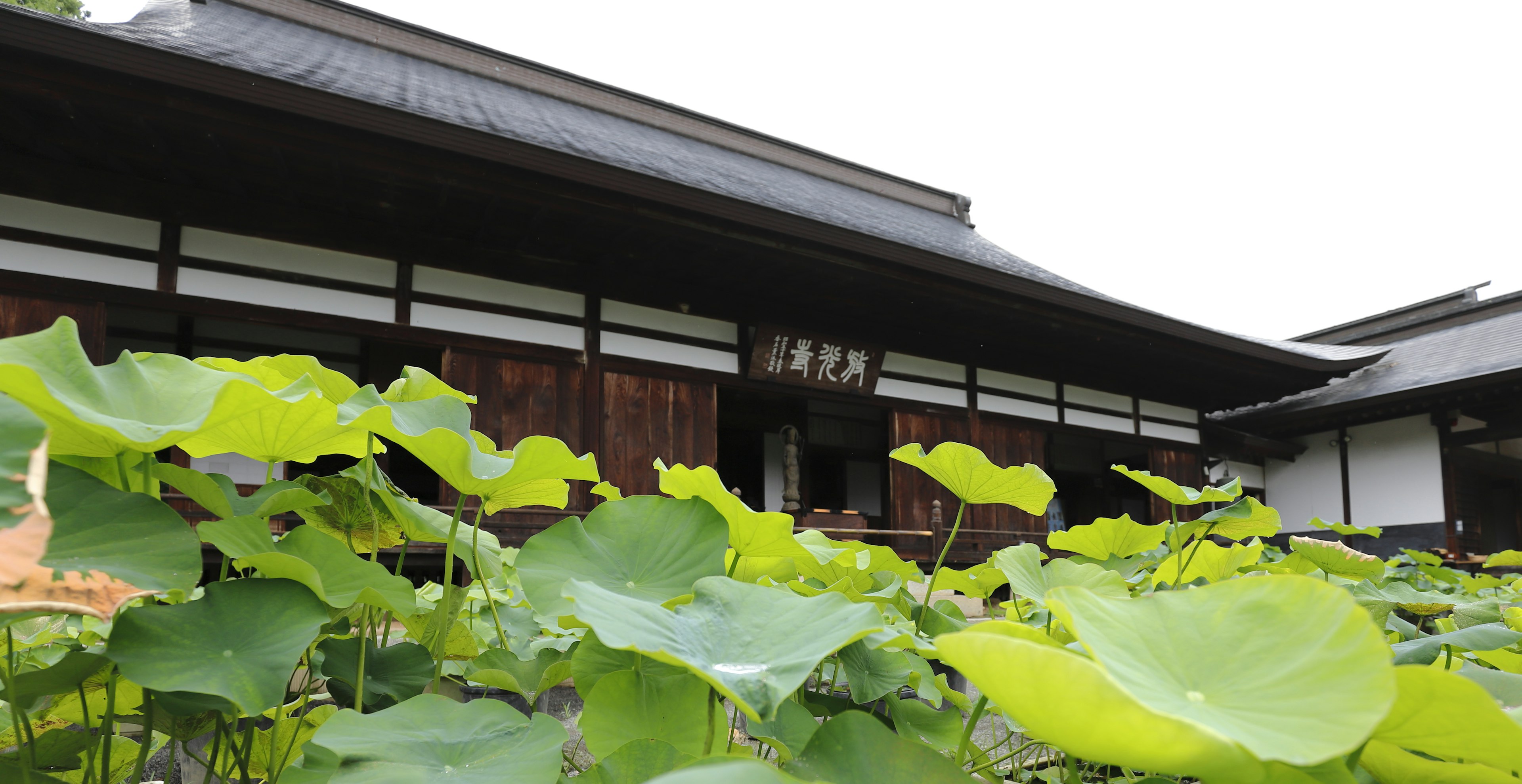 池の近くにある伝統的な日本の建物と緑の蓮の葉