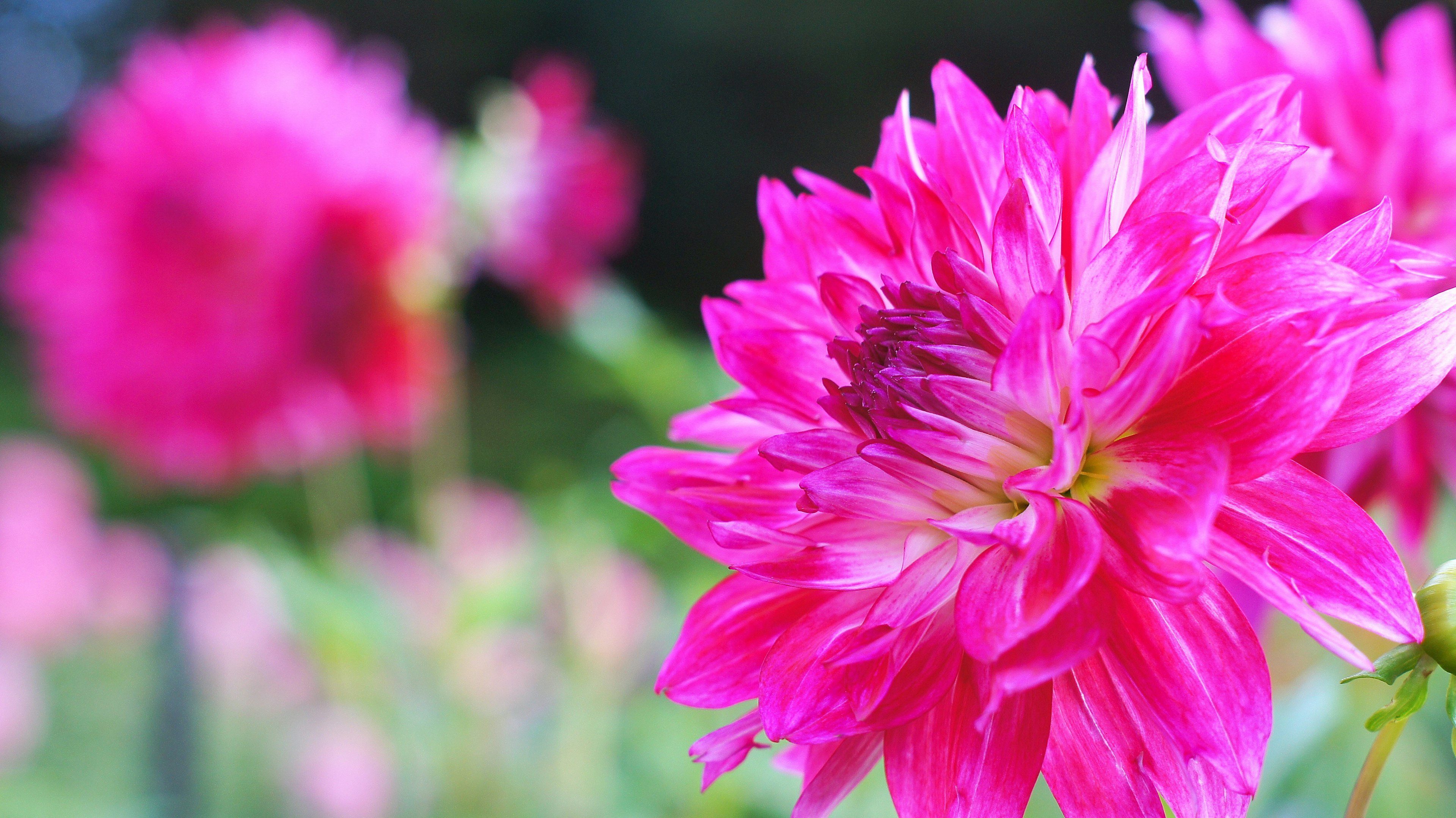 Primer plano de flores de dahlia rosa vibrante con fondo borroso