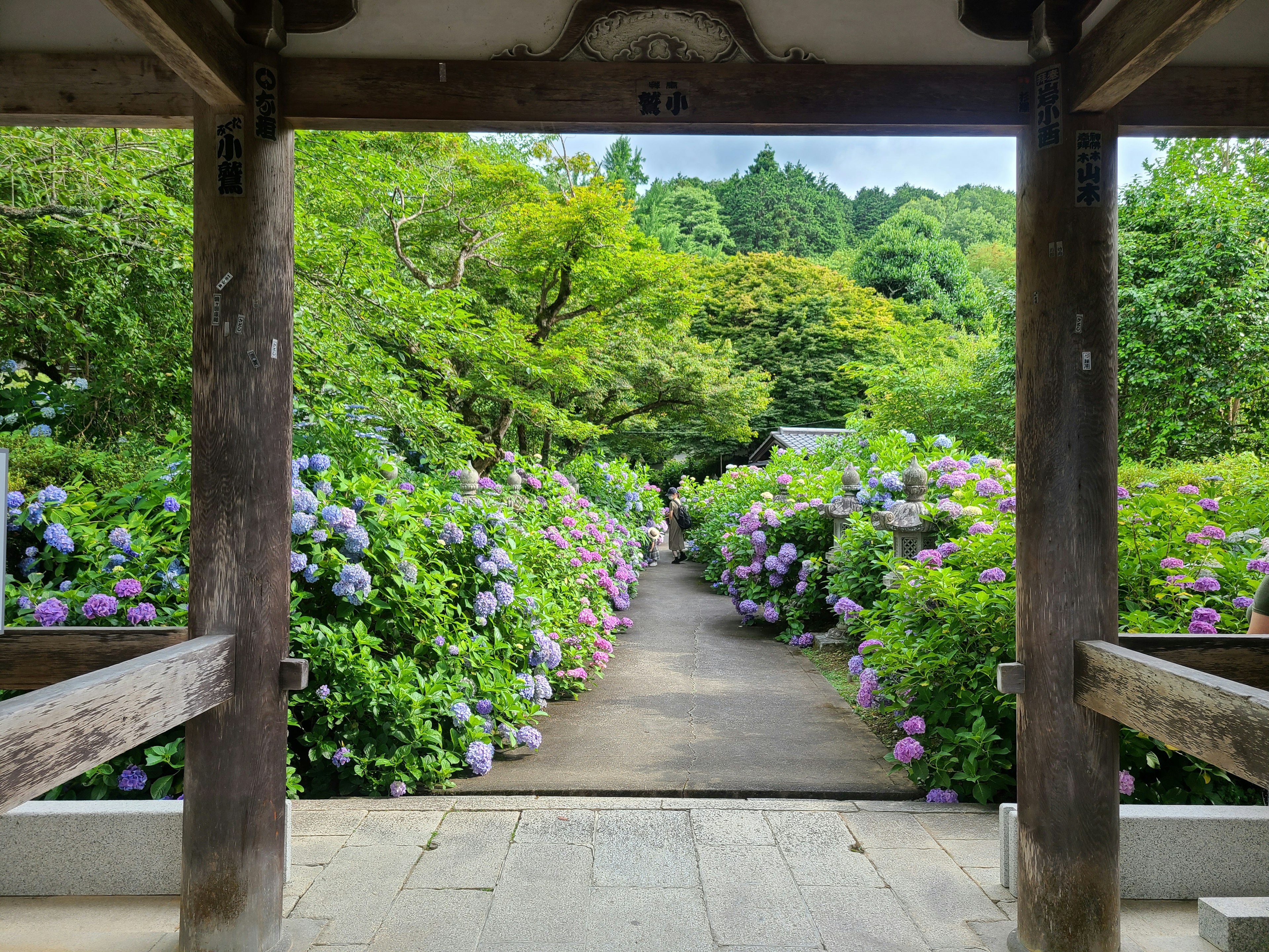 Sentiero circondato da vegetazione lussureggiante e ortensie blu in fiore