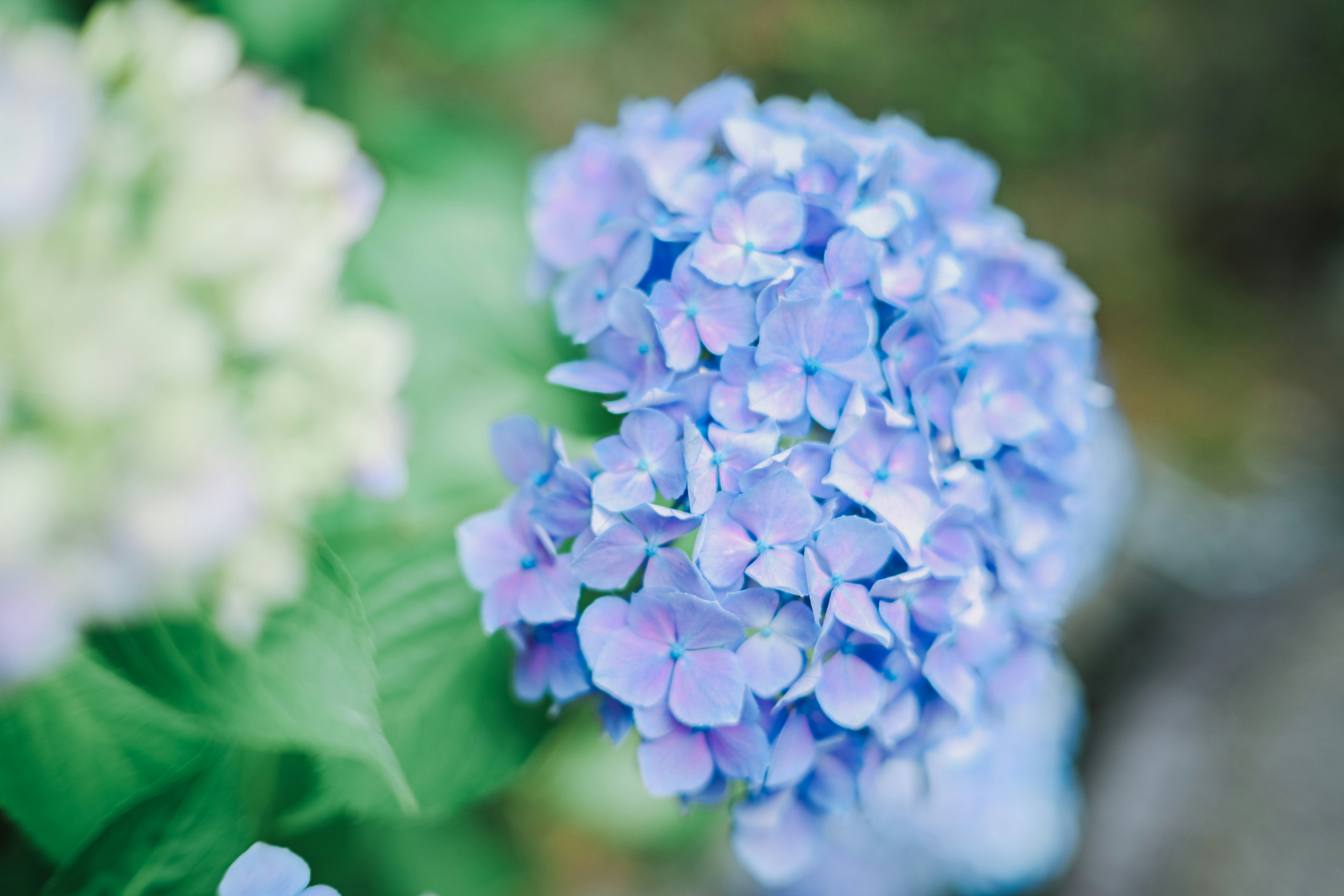 Un fiore di ortensia blu vibrante in fiore