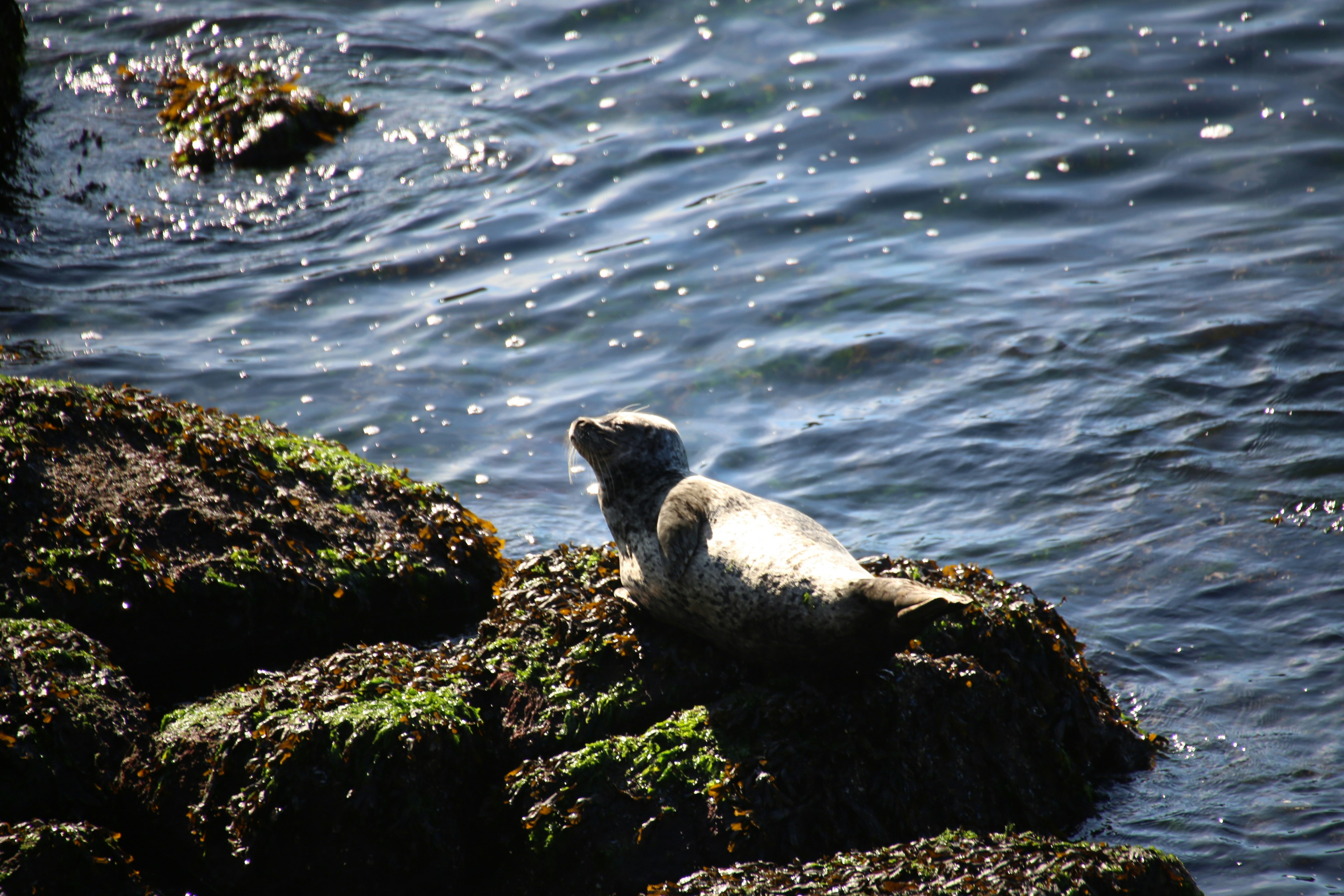 Seal resting on a rock by the water surface glimmering in sunlight