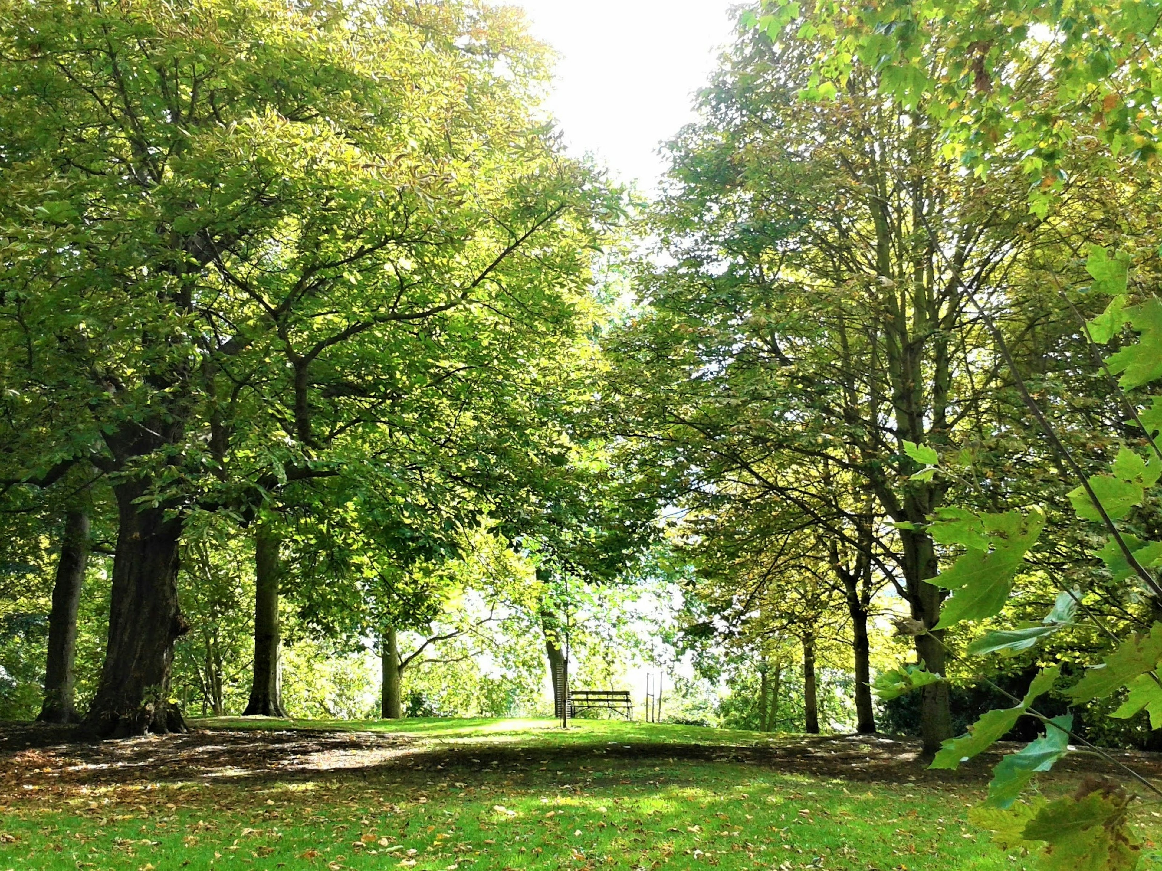 寧靜的公園景觀，四周環繞著郁郁蔥蔥的綠樹