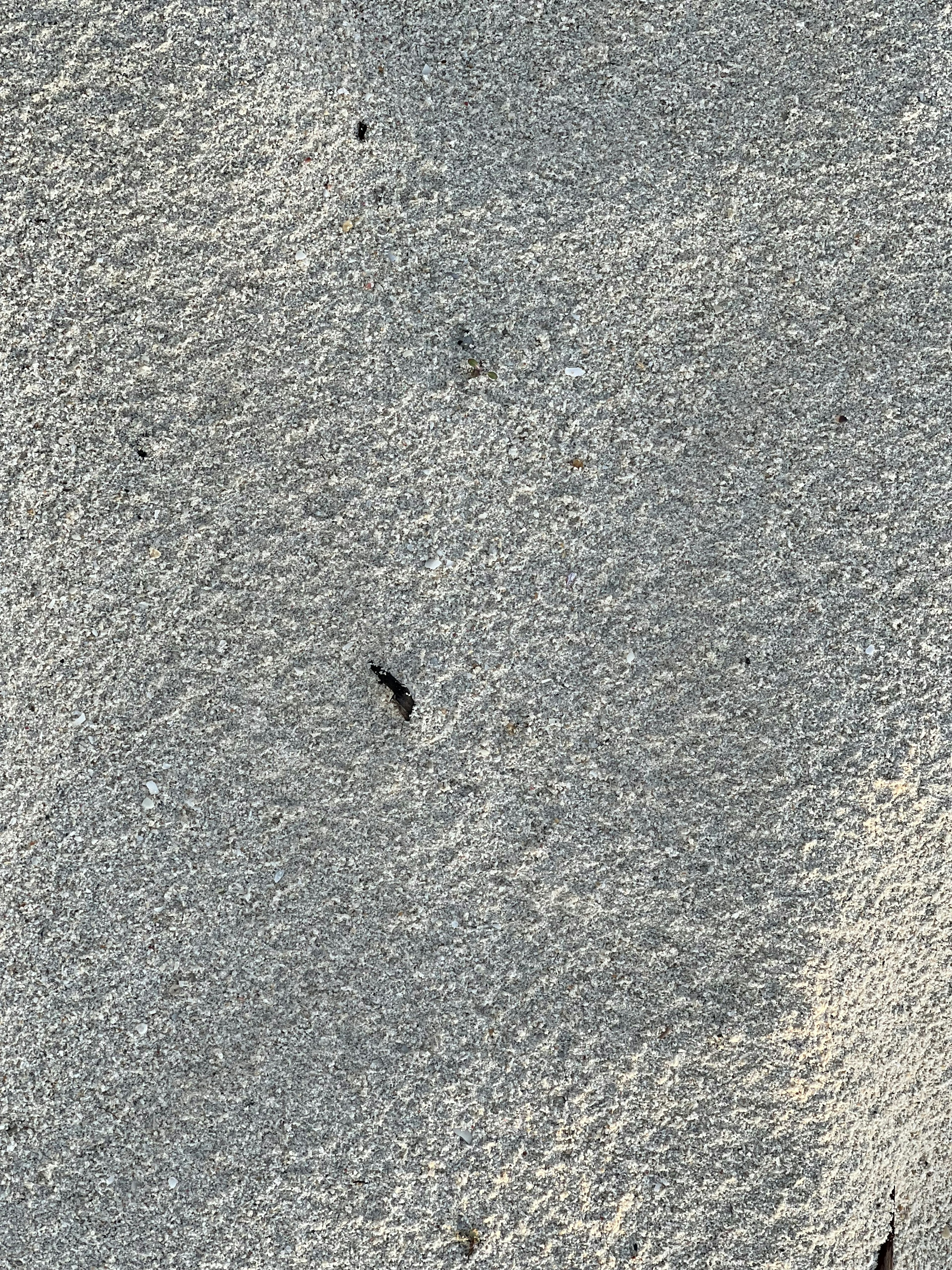 Shadow of a small creature on sandy beach