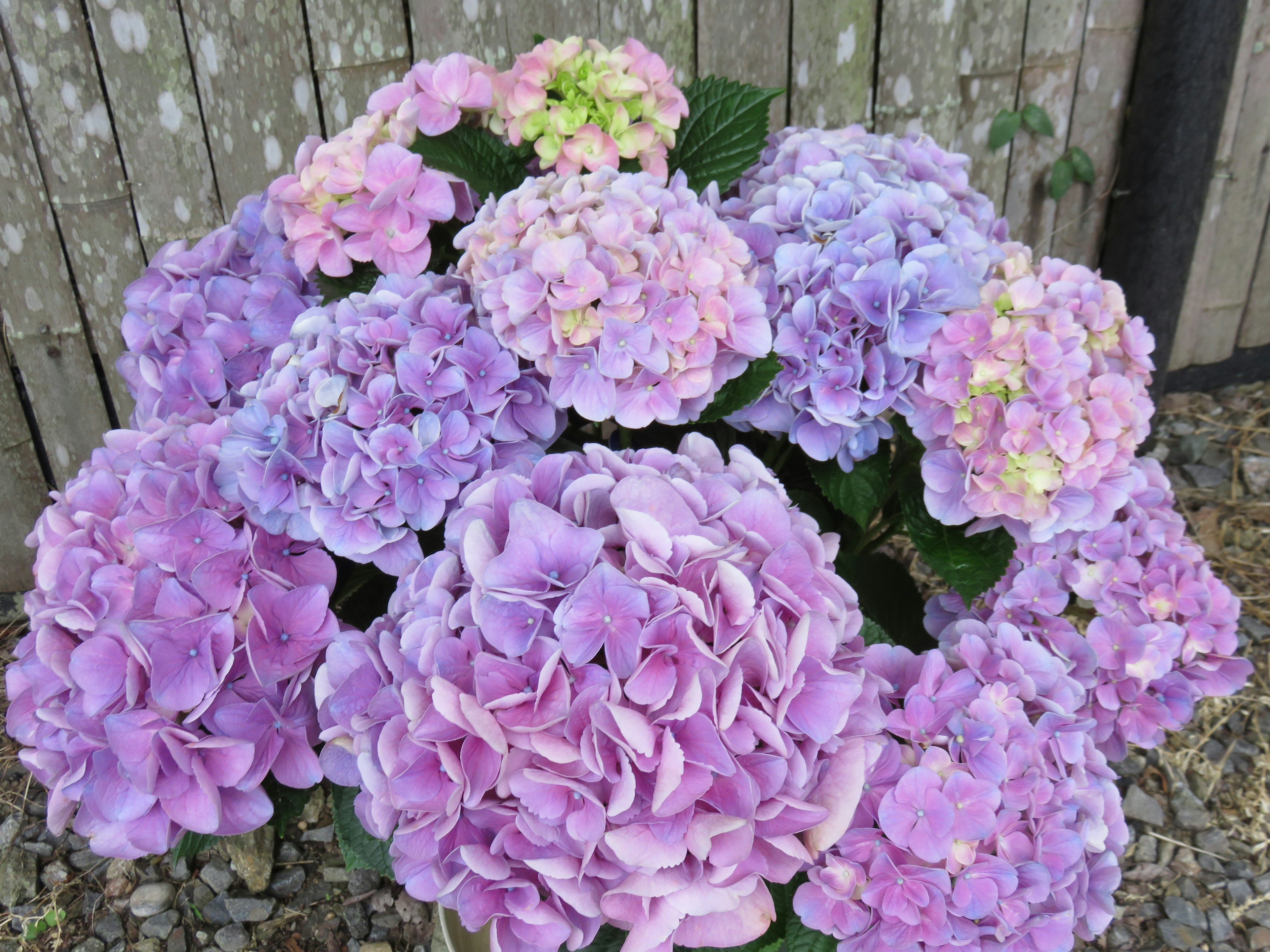 A cluster of colorful hydrangea flowers with shades of purple and green