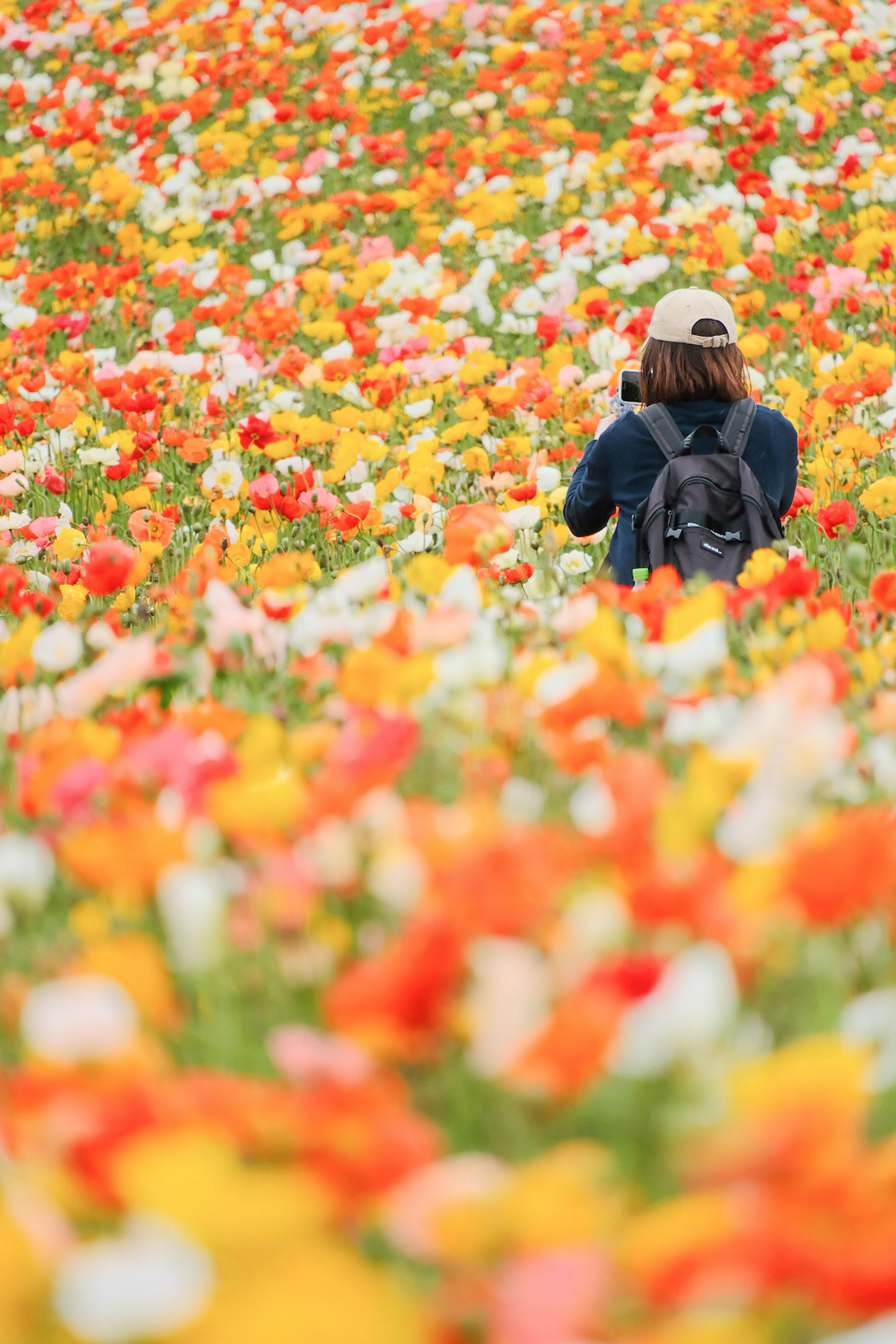 Personne avec un appareil photo dans un champ de fleurs colorées