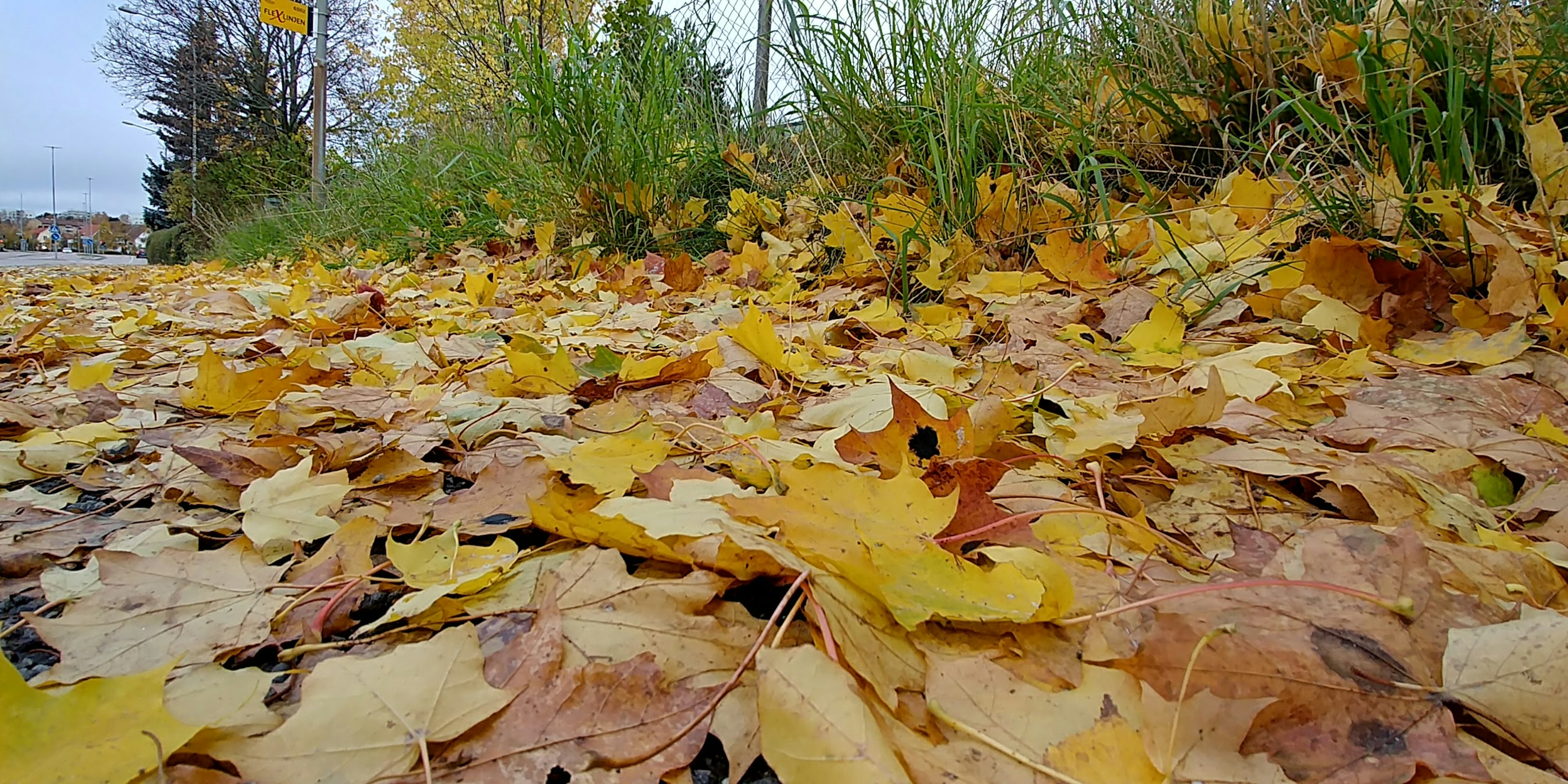 Scattered autumn leaves on the ground