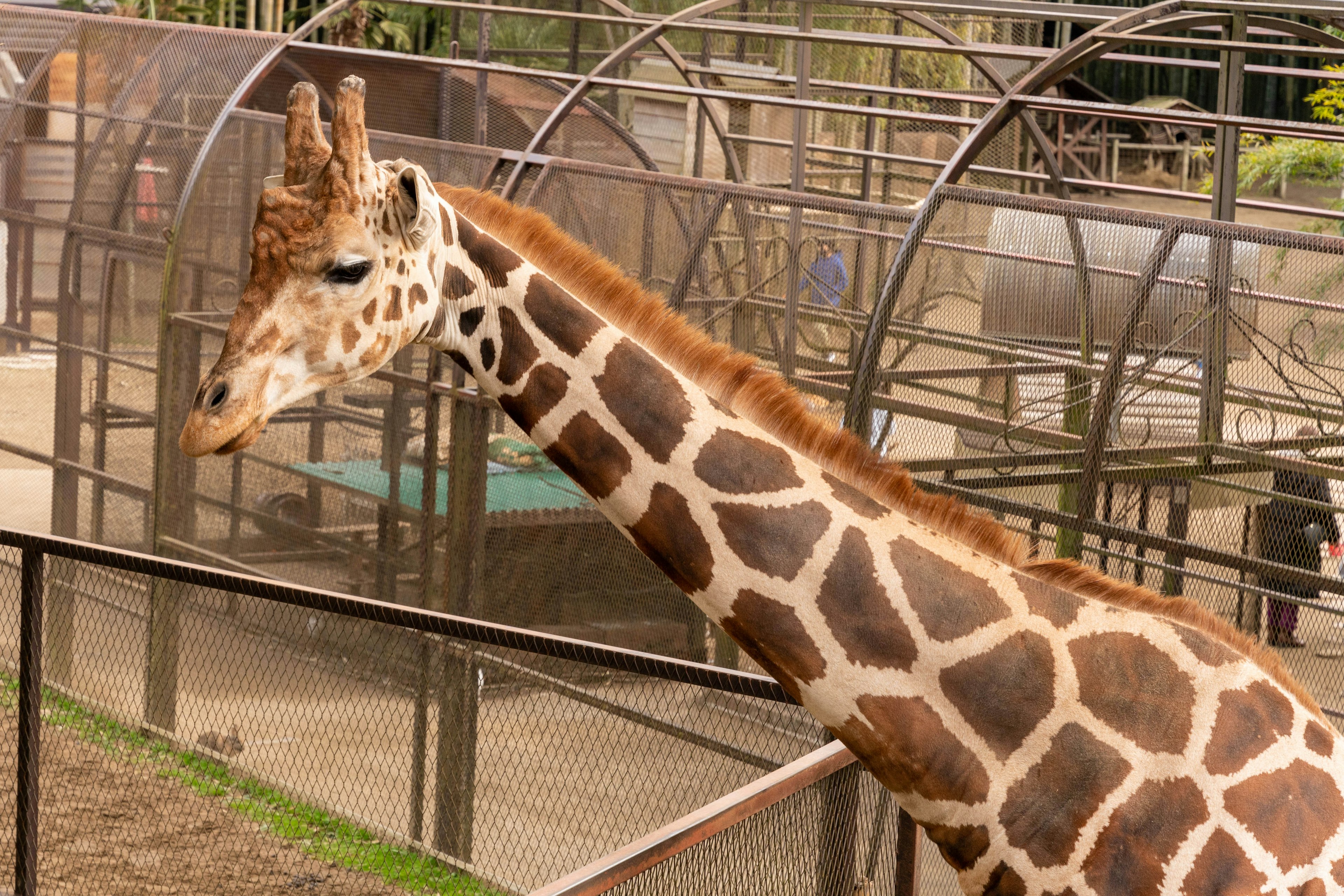 Una giraffa che sta vicino a un recinto in uno zoo