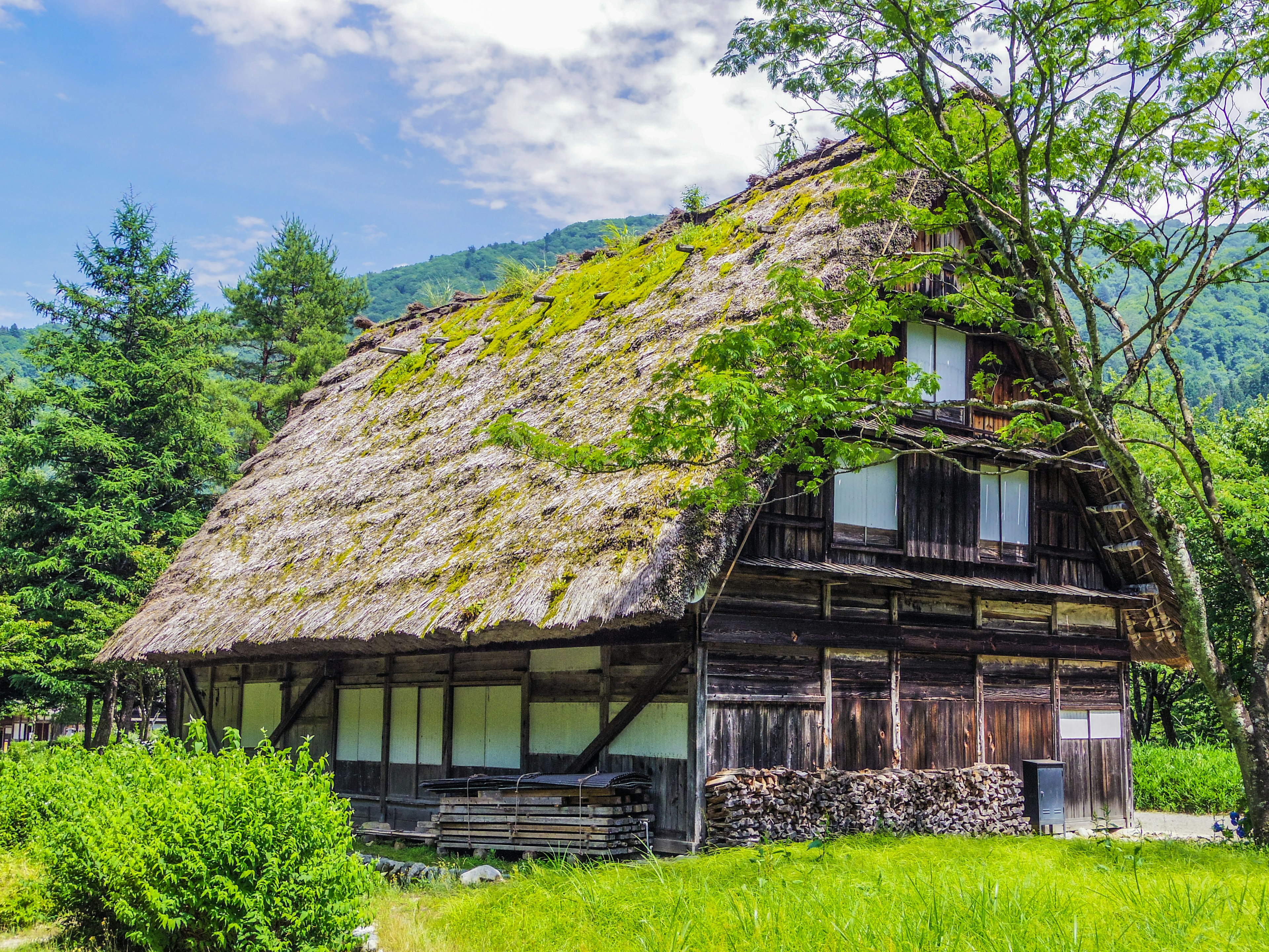 Rumah tradisional Jepang dengan atap jerami berdiri di padang hijau