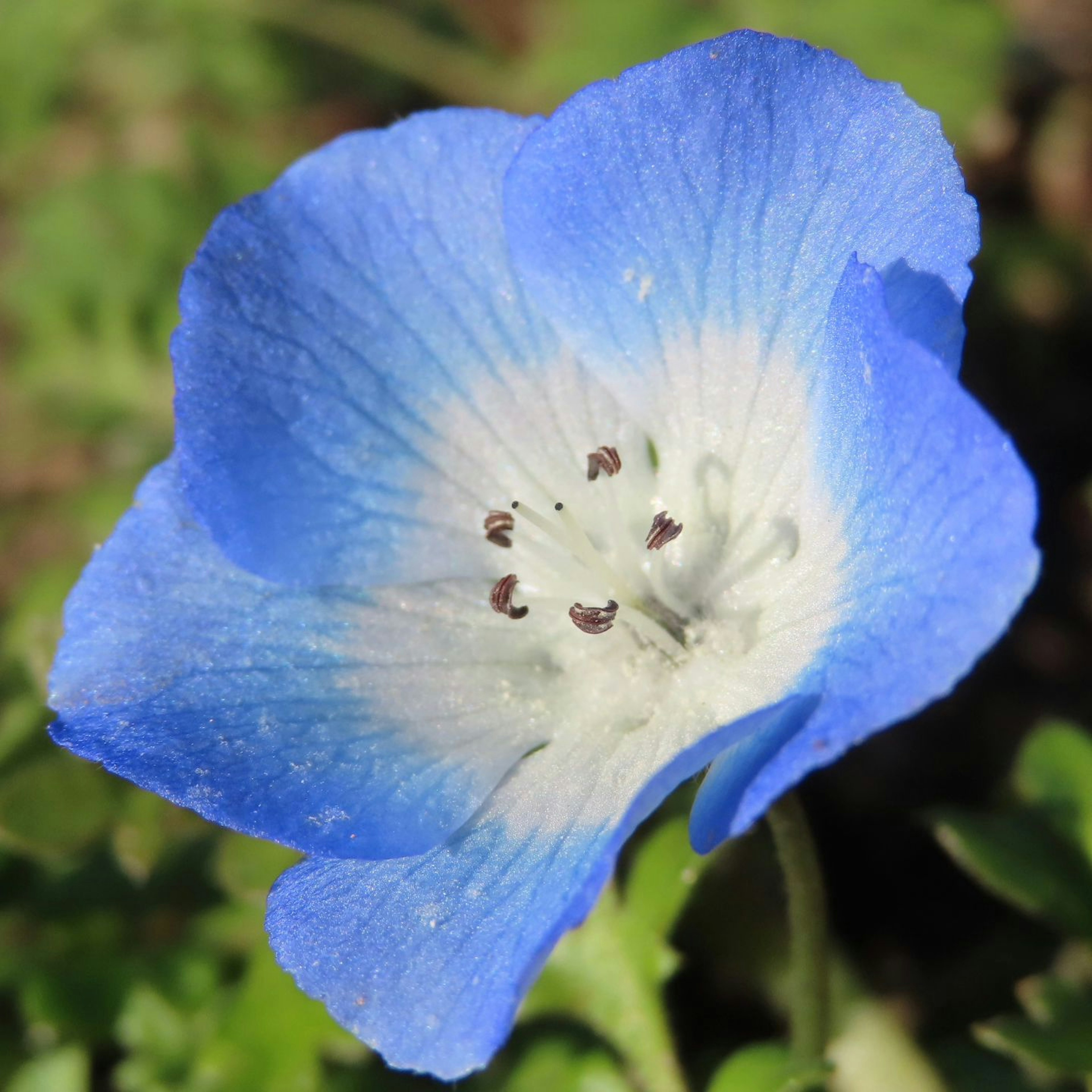 Primo piano di un fiore blu con un centro bianco e piccole macchie nere al centro