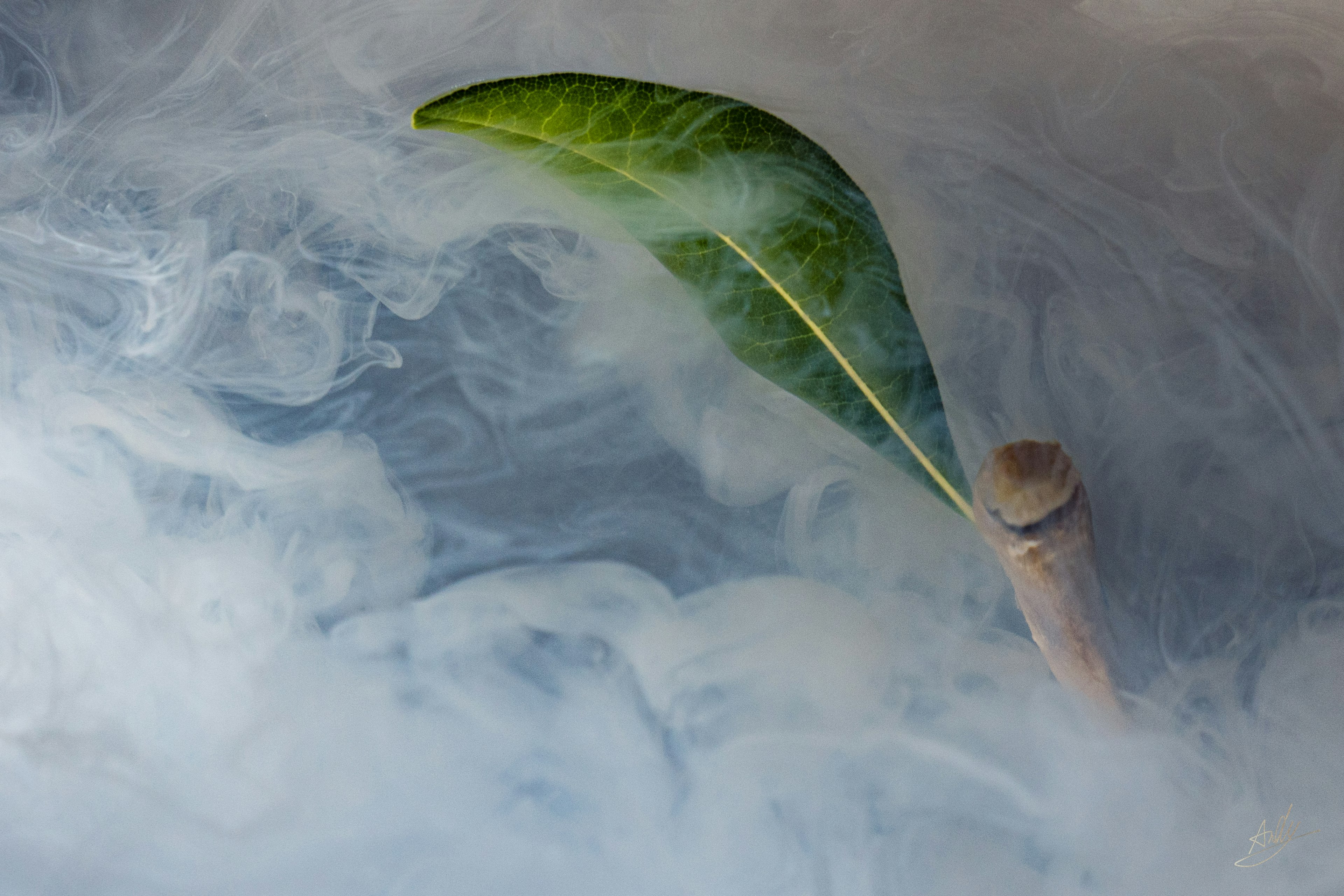 Una foglia verde che galleggia nella nebbia bianca