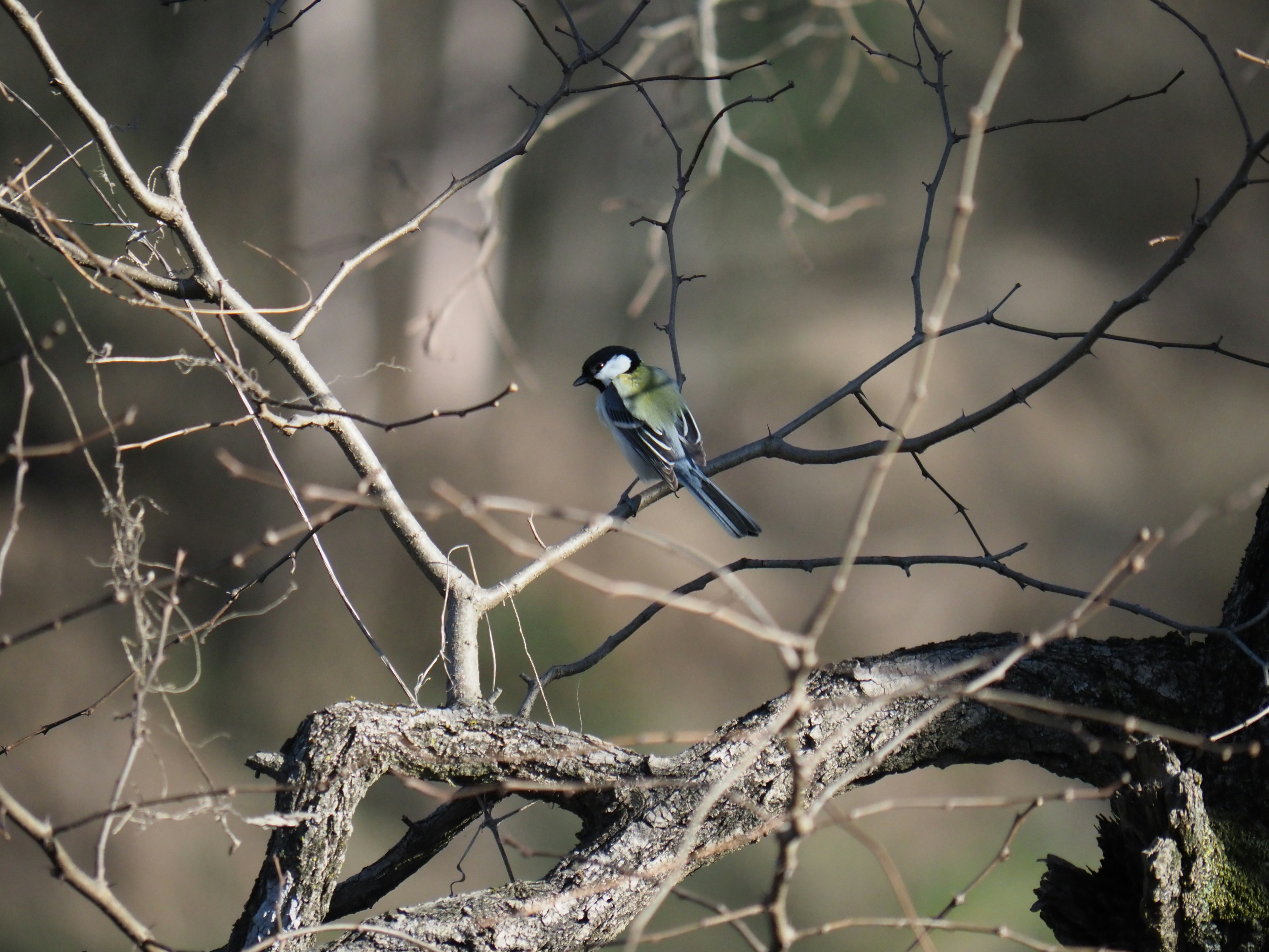 Un petit oiseau perché sur une branche avec un arrière-plan naturel flou