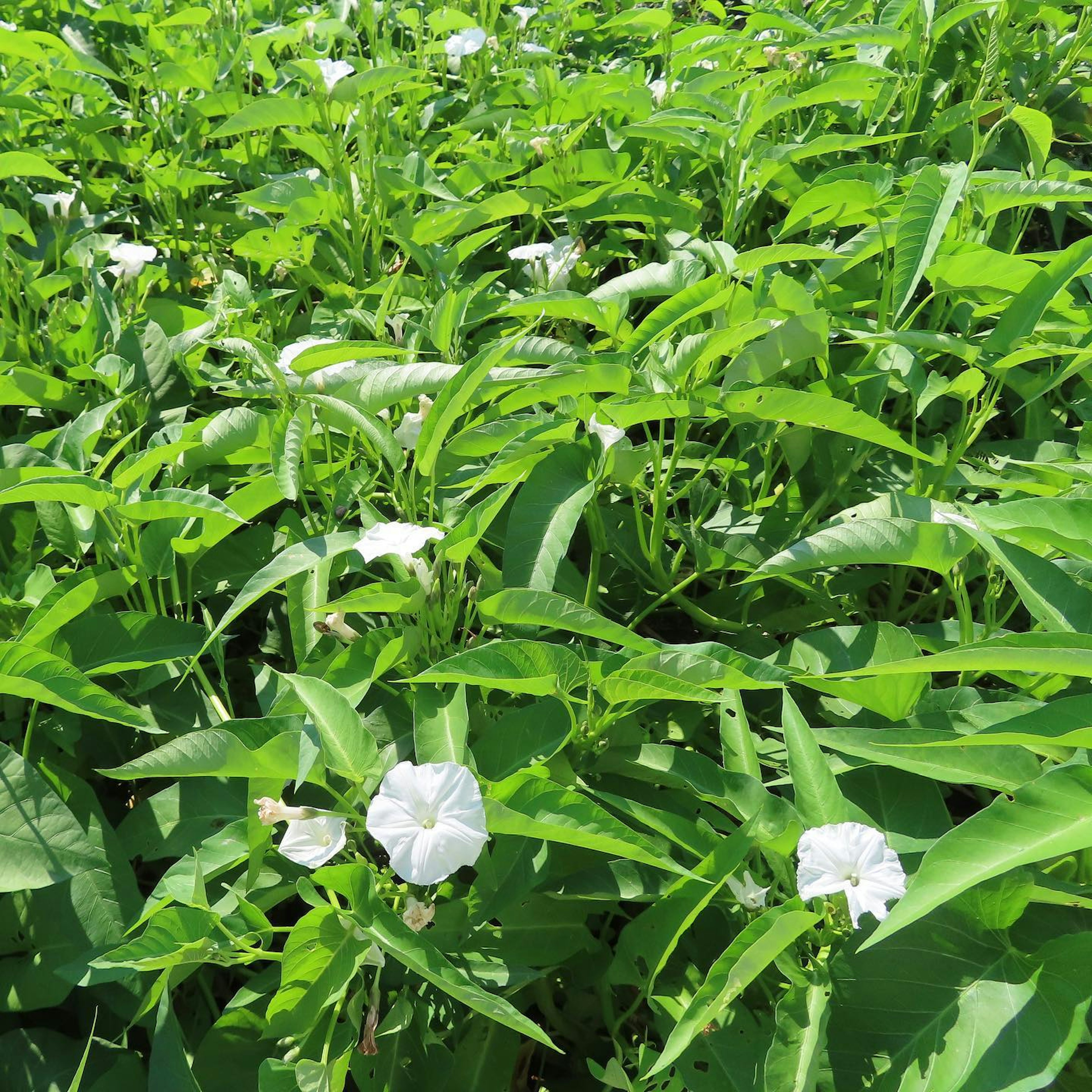 Vegetación exuberante con flores blancas en flor entre hojas verdes vibrantes